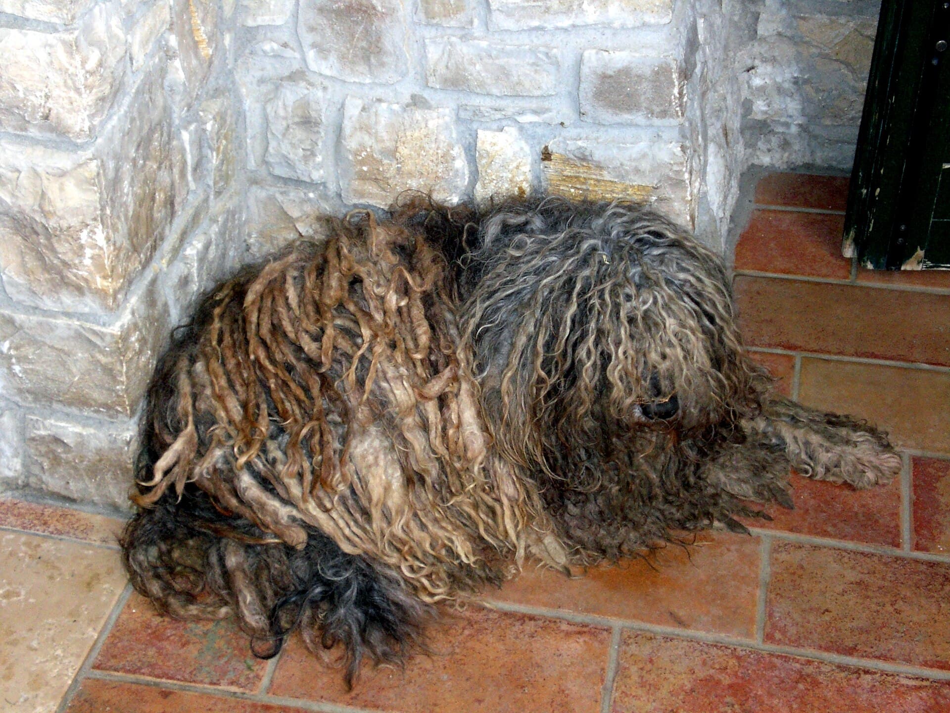Bergamasker Hirtenhund liegt entspannt auf einer Steintreppe zuhause, Fell in typischen verfilzten Strähnen.
