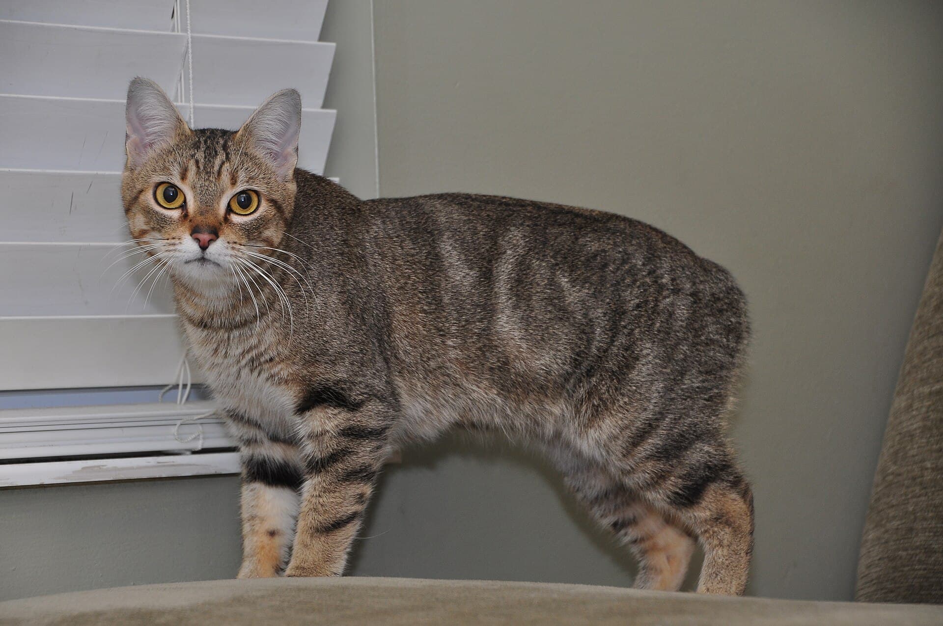 Manx Katze mit braun getigertem Kurzhaarfell und rundem, schwanzlosem Hinterteil steht wachsam im Wohnzimmer und blickt zur Kamera