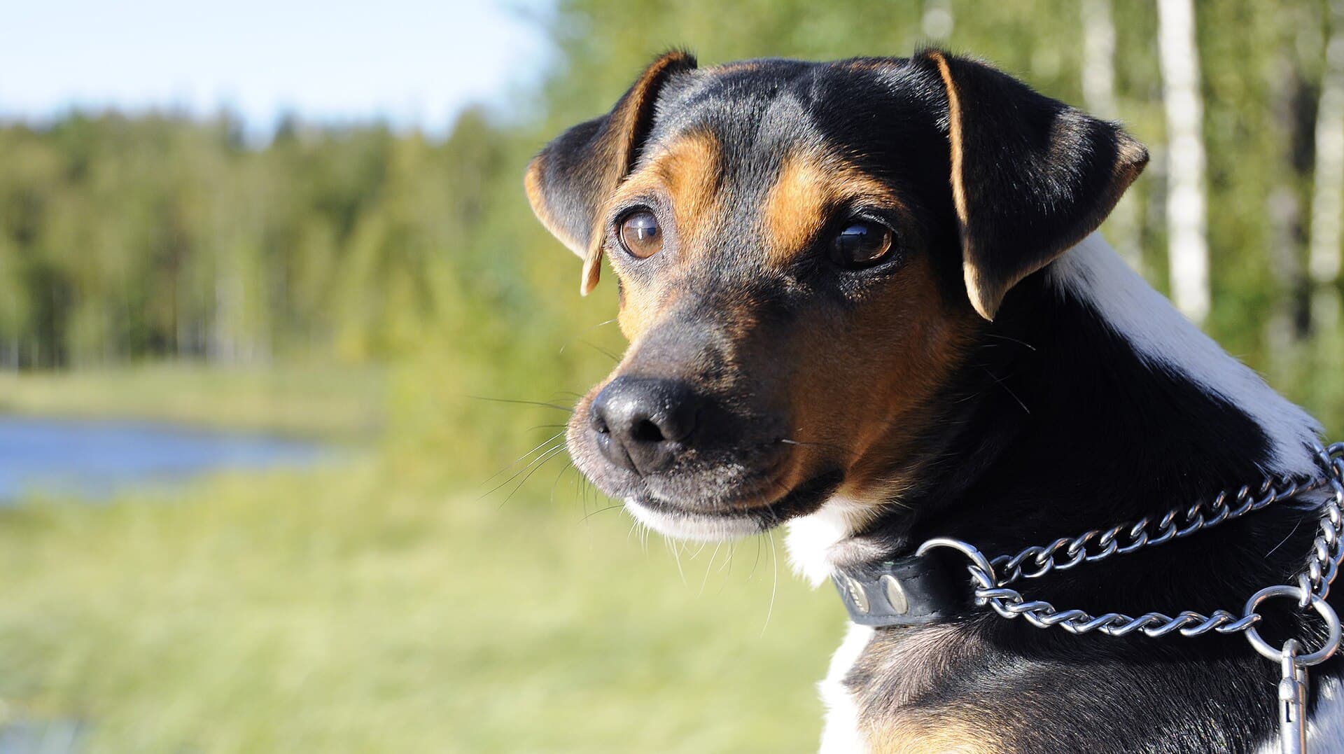 Portrait eines Brasilianischen Terriers mit Kettenhalsband vor einer Seenlandschaft.