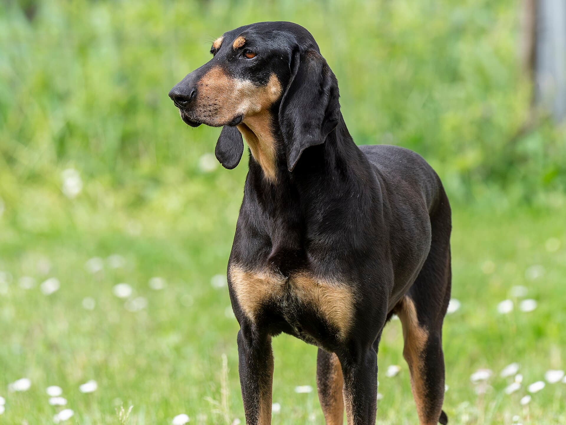 Kurzhaariger Italienischer Laufhund steht auf einer Blumenwiese, schwarz-lohfarbenes glattes Fell, lange Hängeohren.