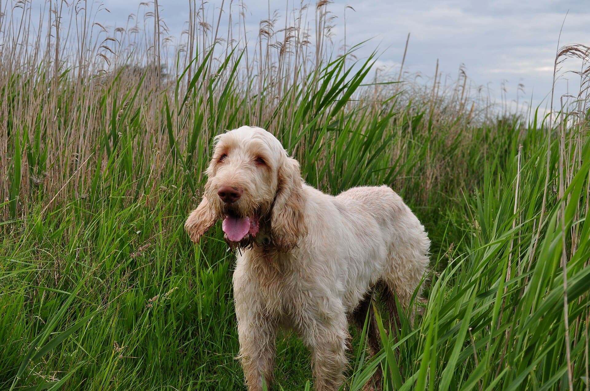 Italienischer Spinone steht im hohen Schilfgras und schaut aufmerksam zur Seite.