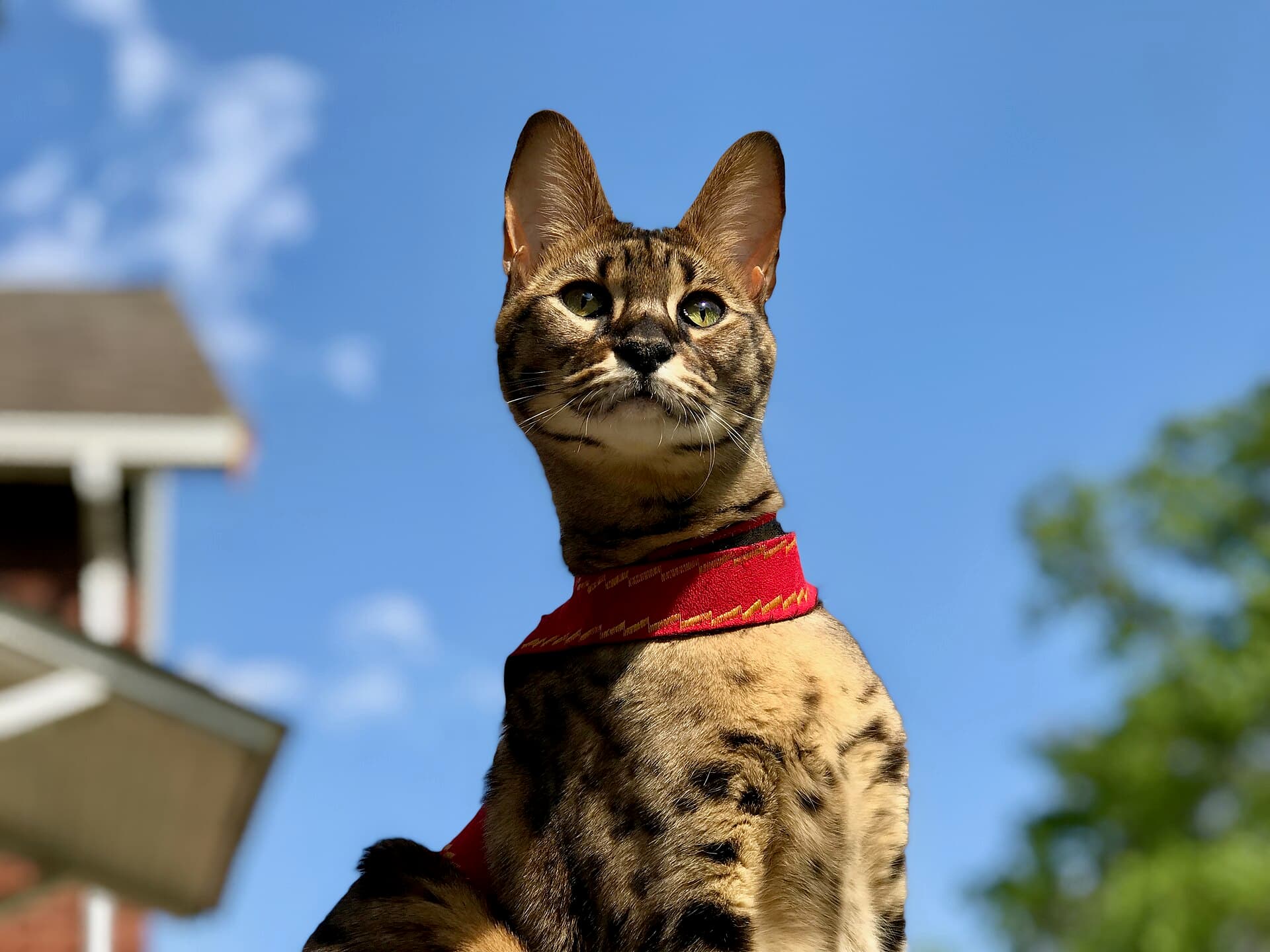 Savannah-Katze mit braun getupftem Fell und großen Ohren sitzt in rotem Geschirr vor blauem Himmel