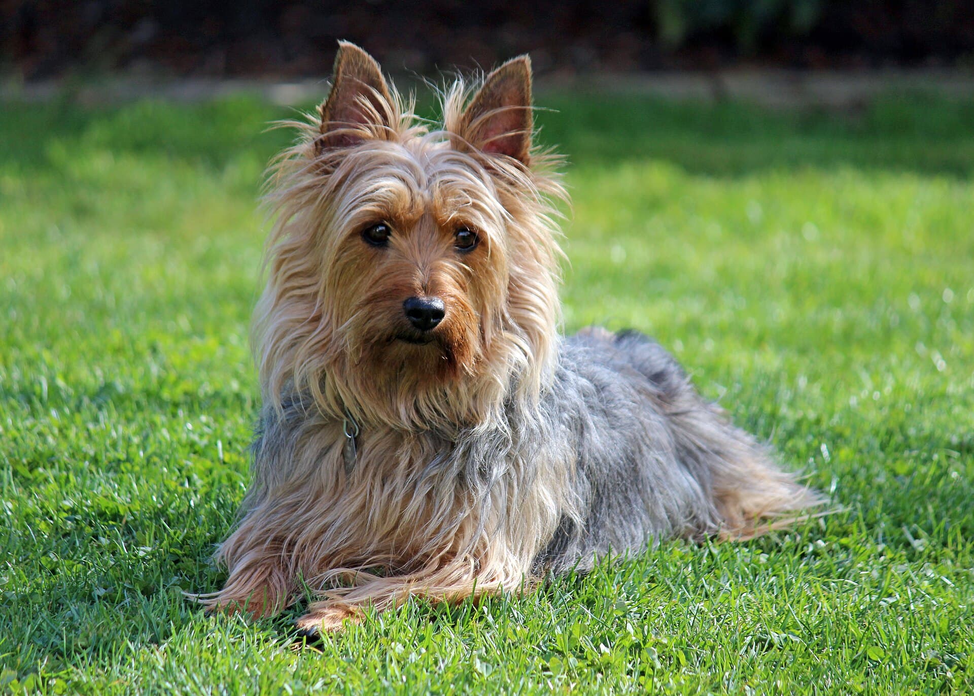 Australian Silky Terrier liegt aufmerksam im Gras, seidiges Fell in Grau und Tan.