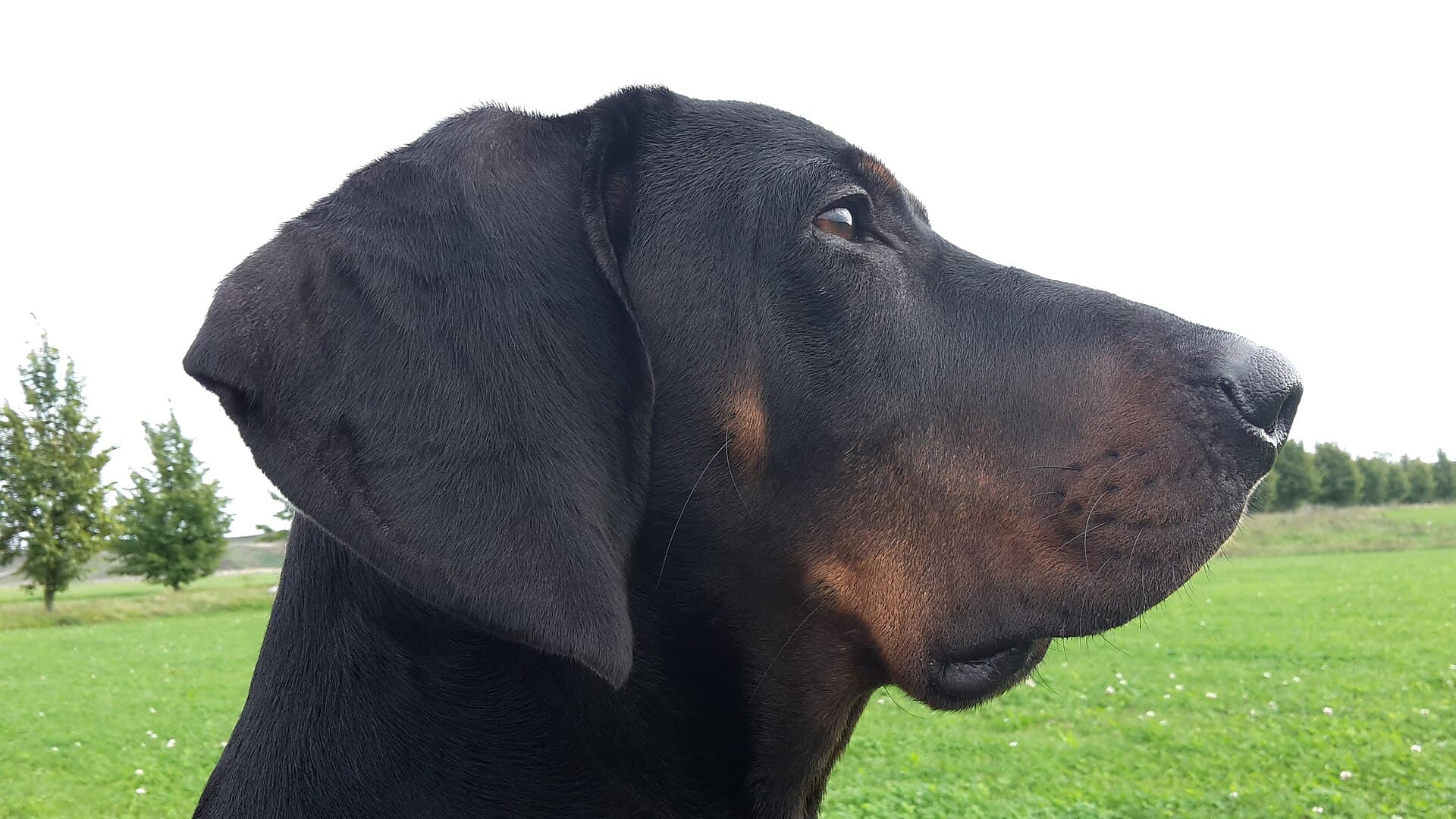 Polnischer Jagdhund mit schwarzem Fell und braunen Abzeichen im Profil