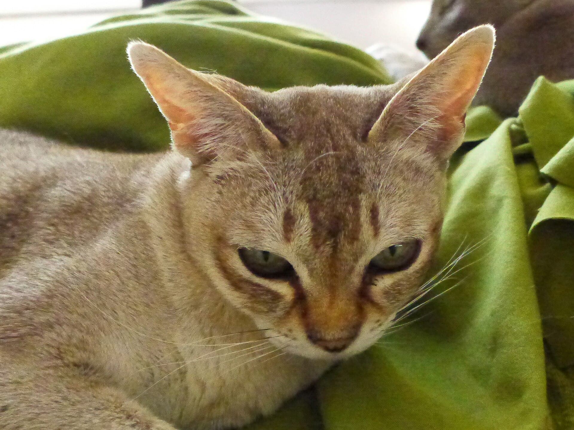 Singapura liegt entspannt zwischen grünen Kissen auf einem Sofa und blickt aus der Nähe in die Kamera