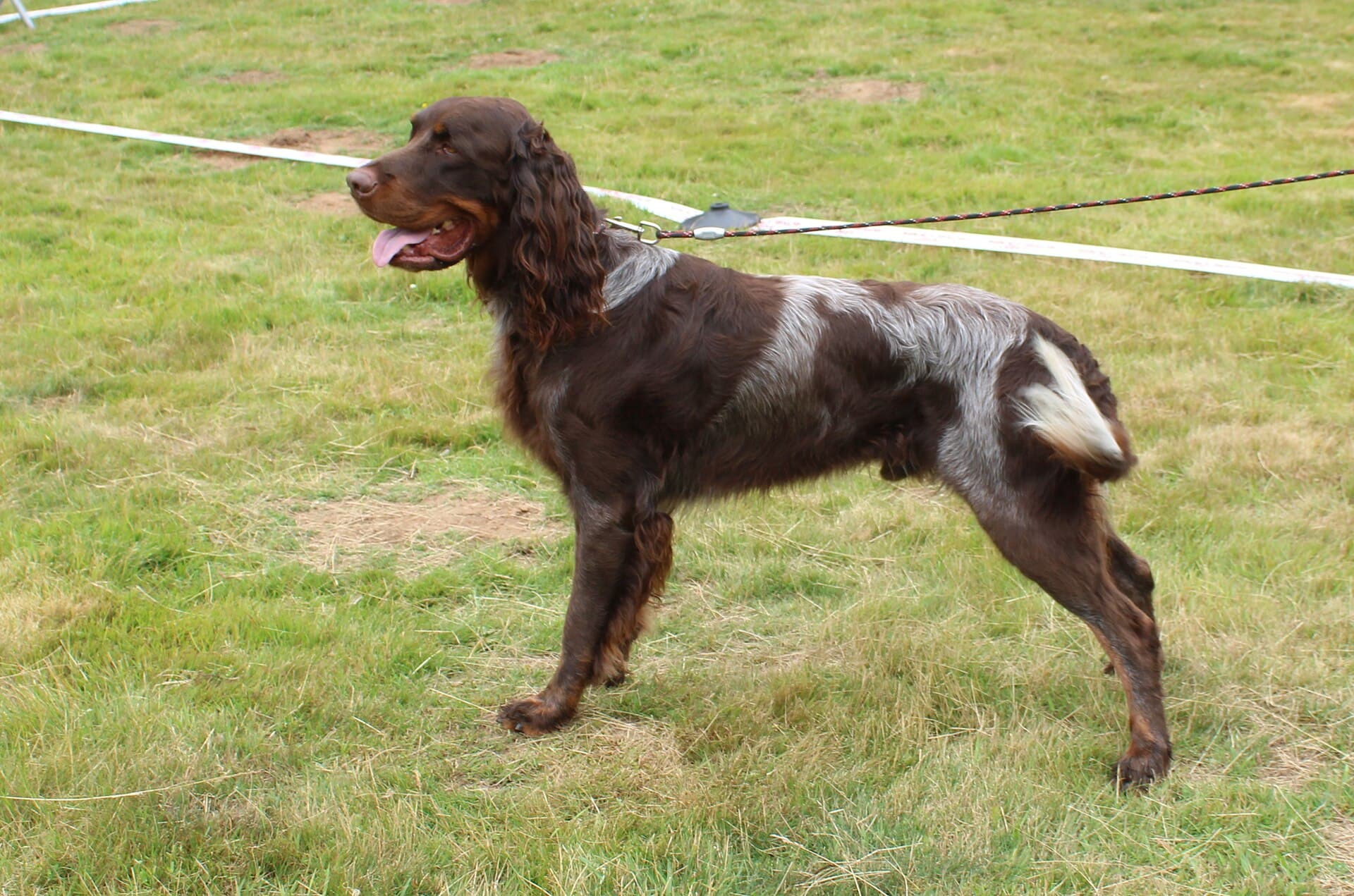 Picardie-Spaniel steht aufmerksam auf einer Wiese, braun graues meliertes Fell, Hängeohren.