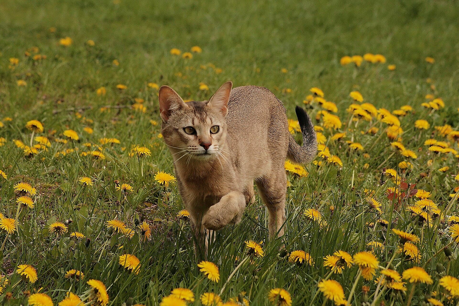 Chausie mit langen Beinen und geringeltem Schwanz läuft wachsam durch eine Wiese mit Löwenzahn