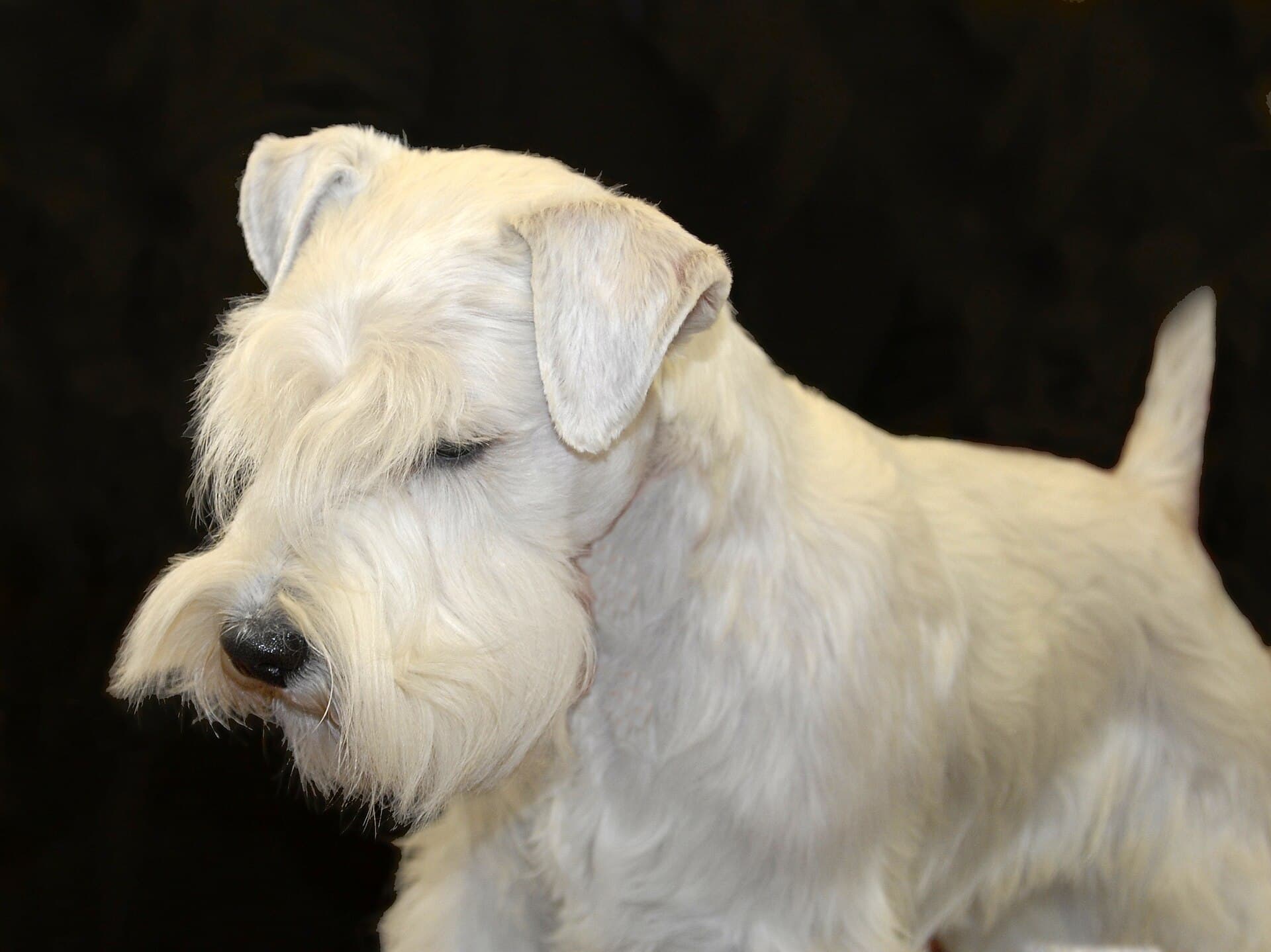 Sealyham Terrier im Profil, dichtes weißes drahtiges Fell, spitze aufgerichtete Rute.