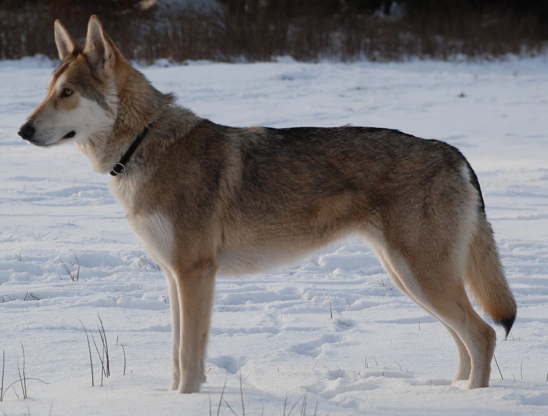 Saarlooswolfhund steht im Profil auf einer Schneefläche, schlanker Körperbau gut sichtbar.
