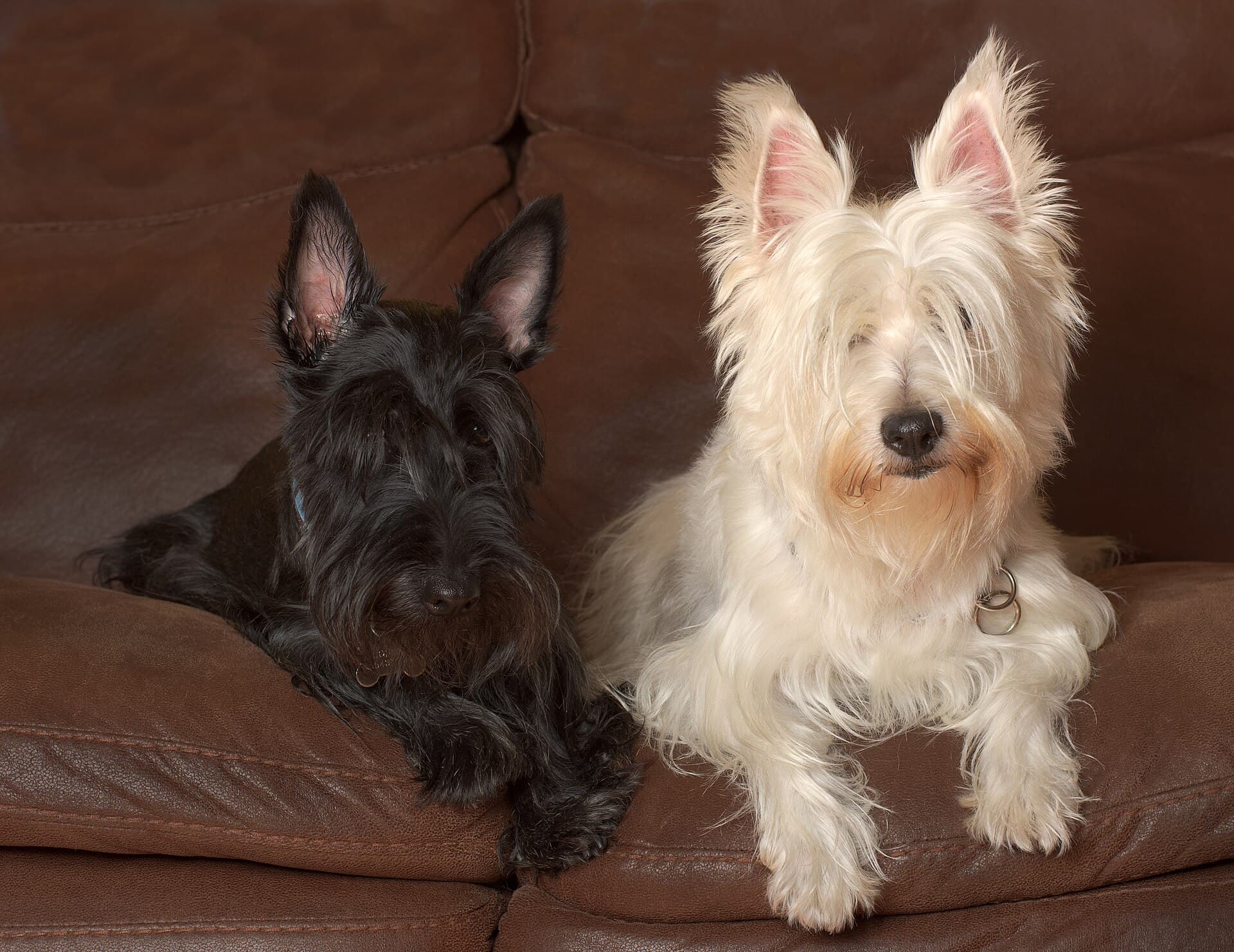 Schwarzer Schottischer Terrier liegt neben einem hellen Terrierfreund auf einer Ledercouch.