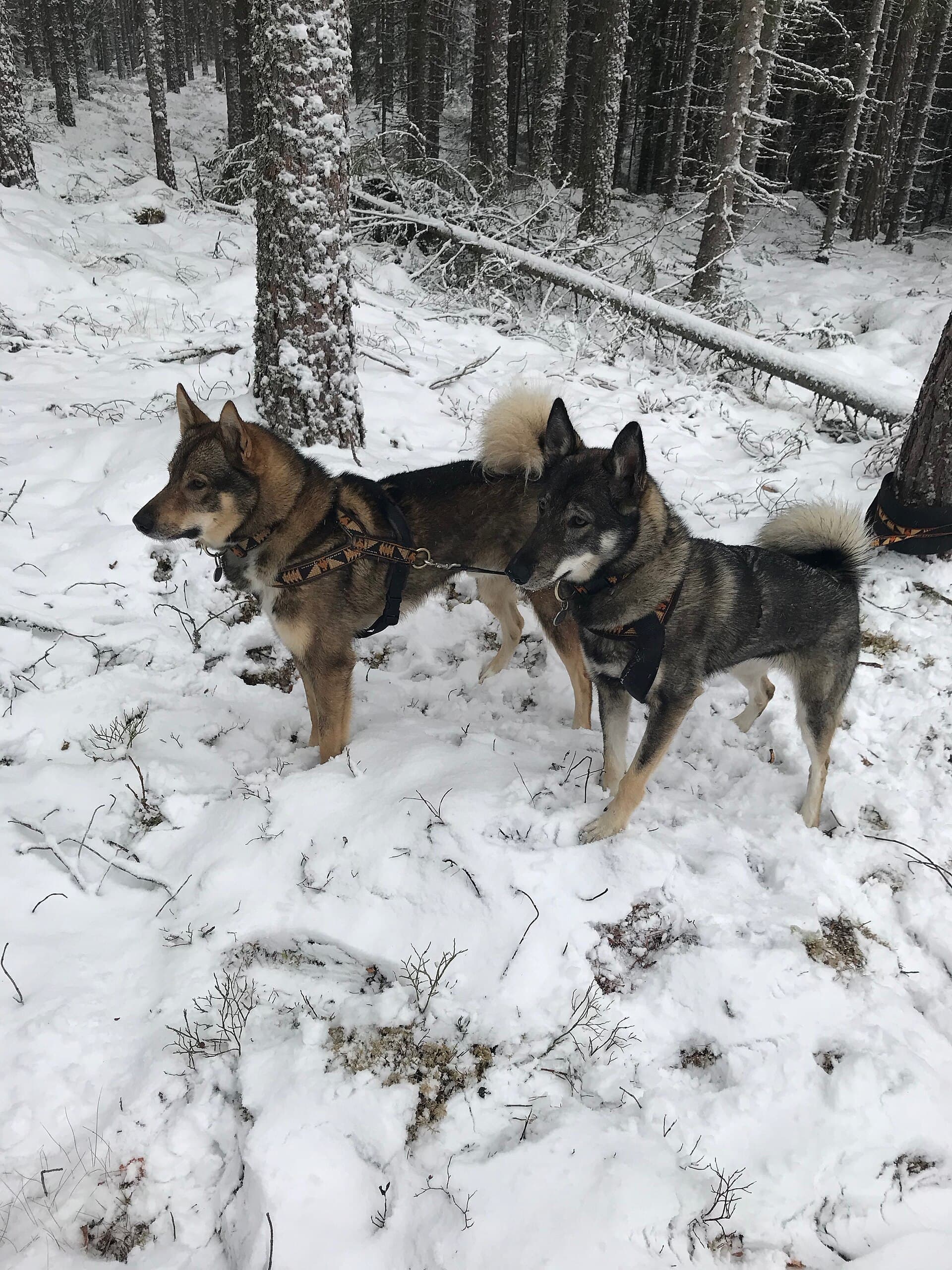 Zwei Westsibirische Laikas stehen nebeneinander im verschneiten Wald, buschige Ringelrute.