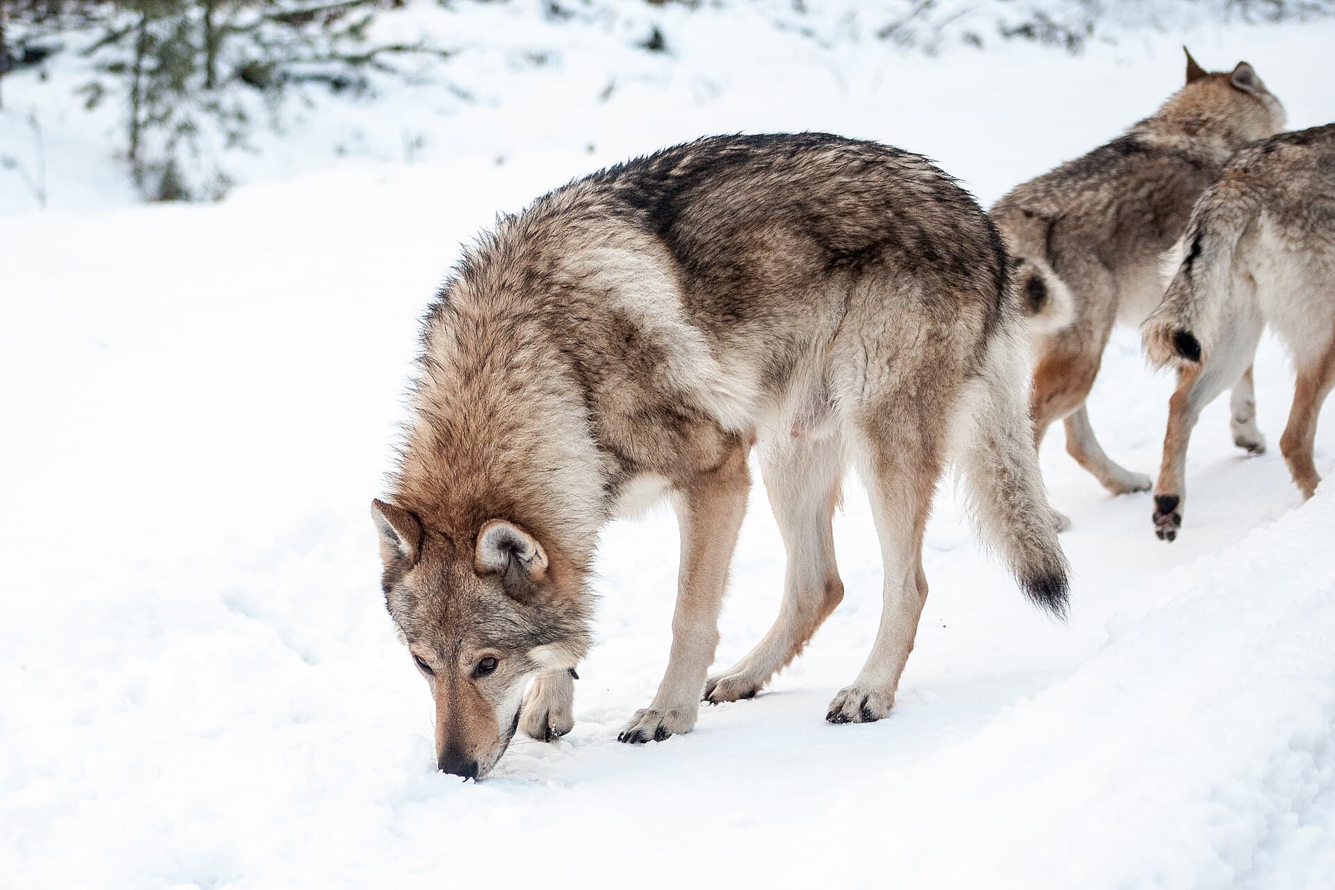 Tschechoslowakischer Wolfhund schnüffelt im Rudel durch den Schnee.