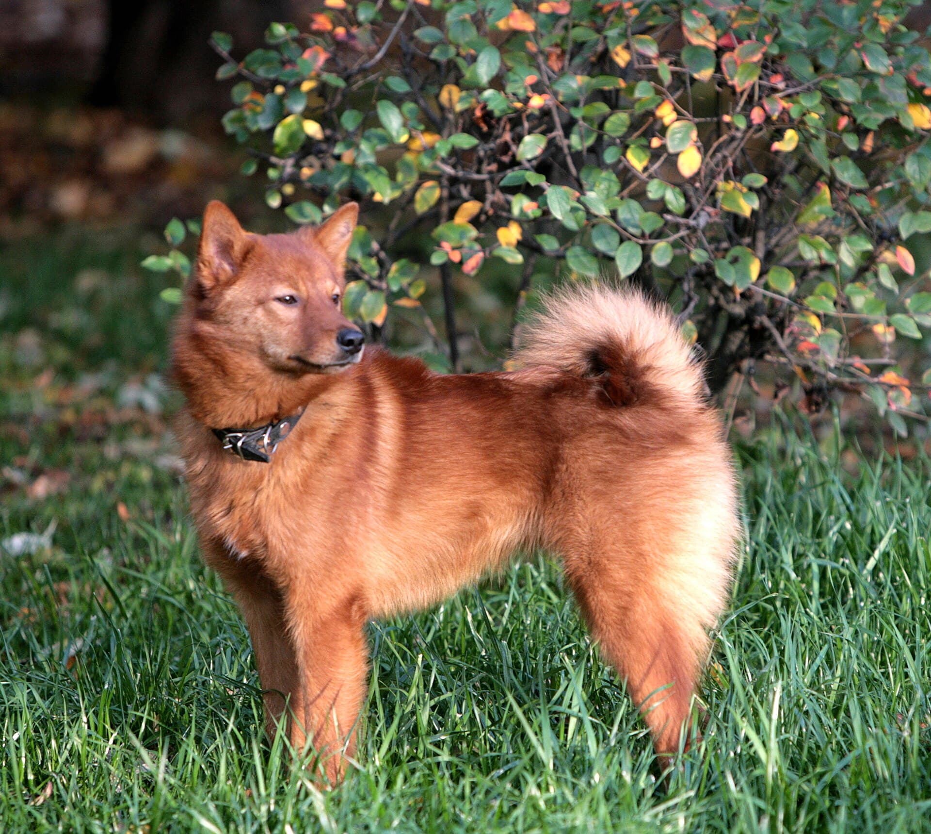 Finnenspitz mit fuchsrotem Fell steht wachsam in einem herbstlichen Garten.