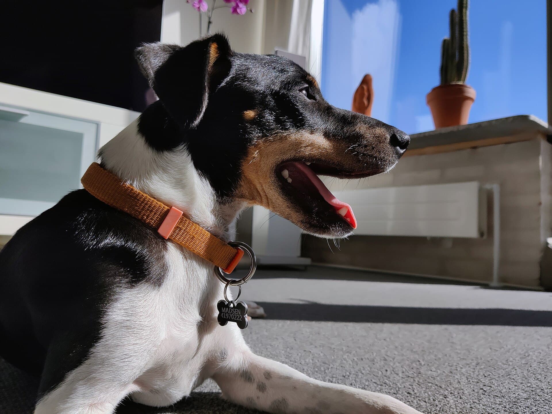 Dänisch-Schwedischer Farmhund sitzt auf hellem Holzboden und schaut aufmerksam zur Seite.