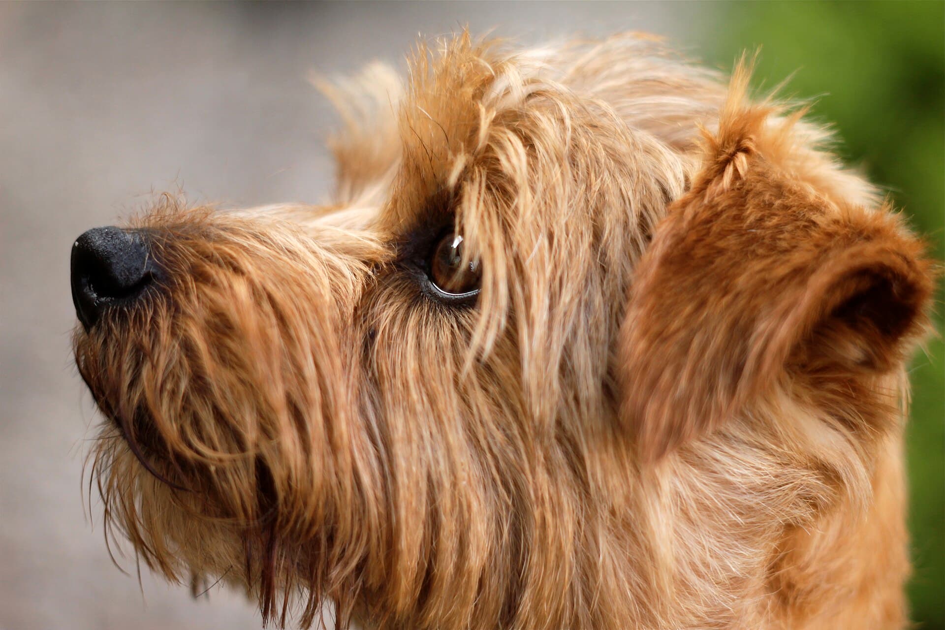 Norfolk Terrier im Profil, drahtiges rotbraunes Fell, hängende Ohren.