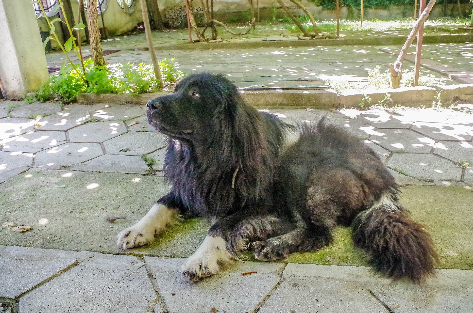 Macedonian Shepherd Dog Karaman mit langem schwarzem Fell liegt entspannt im Schatten eines Hofes.