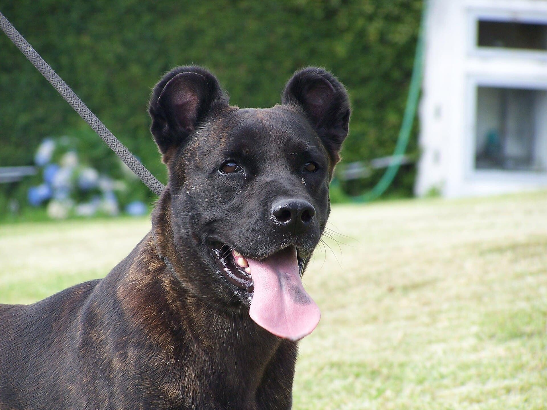 Cão Fila de São Miguel mit gestromtem Fell und Stehohren blickt im Garten in die Kamera, Zunge locker heraushängend.