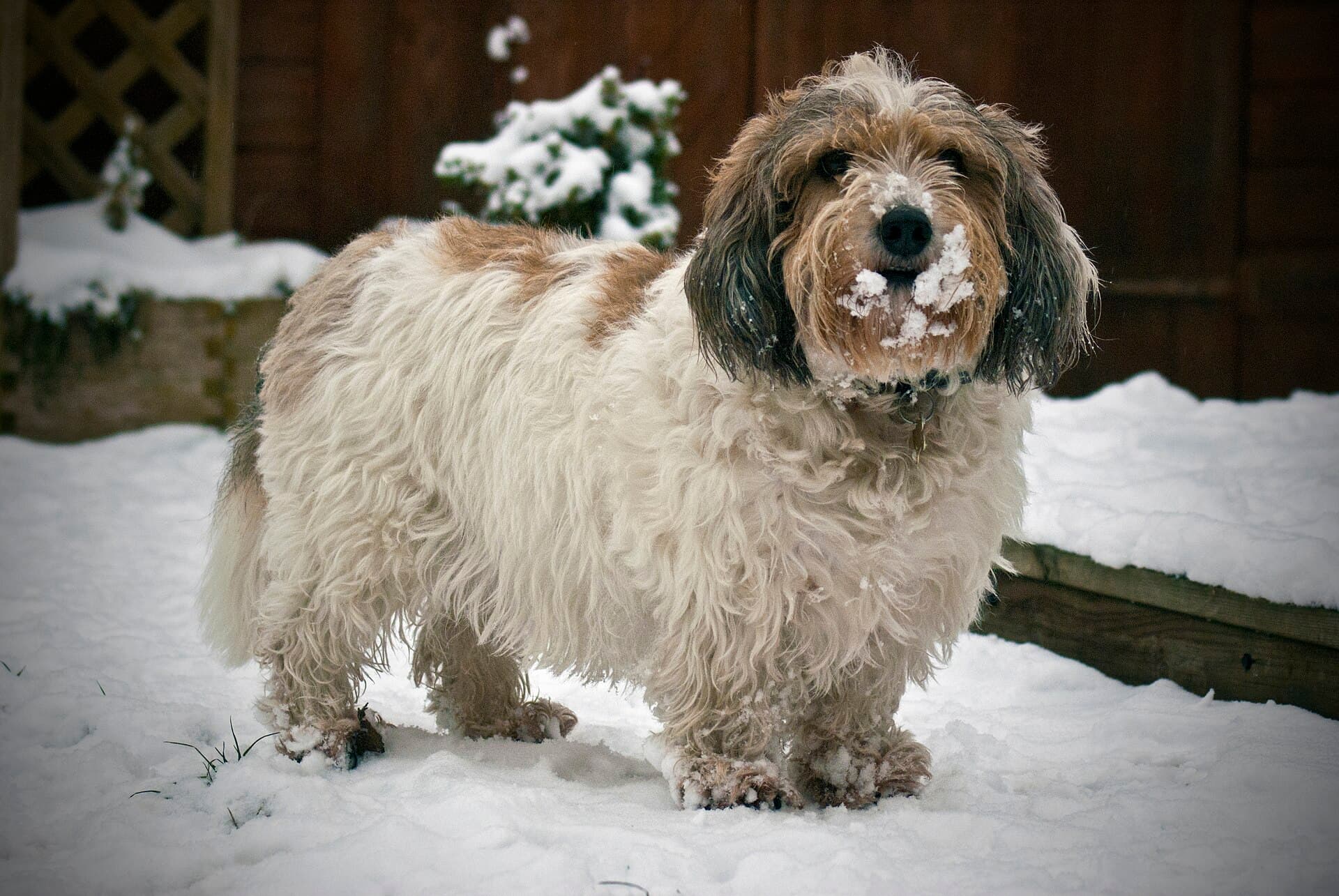 Kleiner Basset Griffon Vendéen steht im Schnee, zotteliges braun-weißes Fell, kurze Beine, lange Hängeohren.