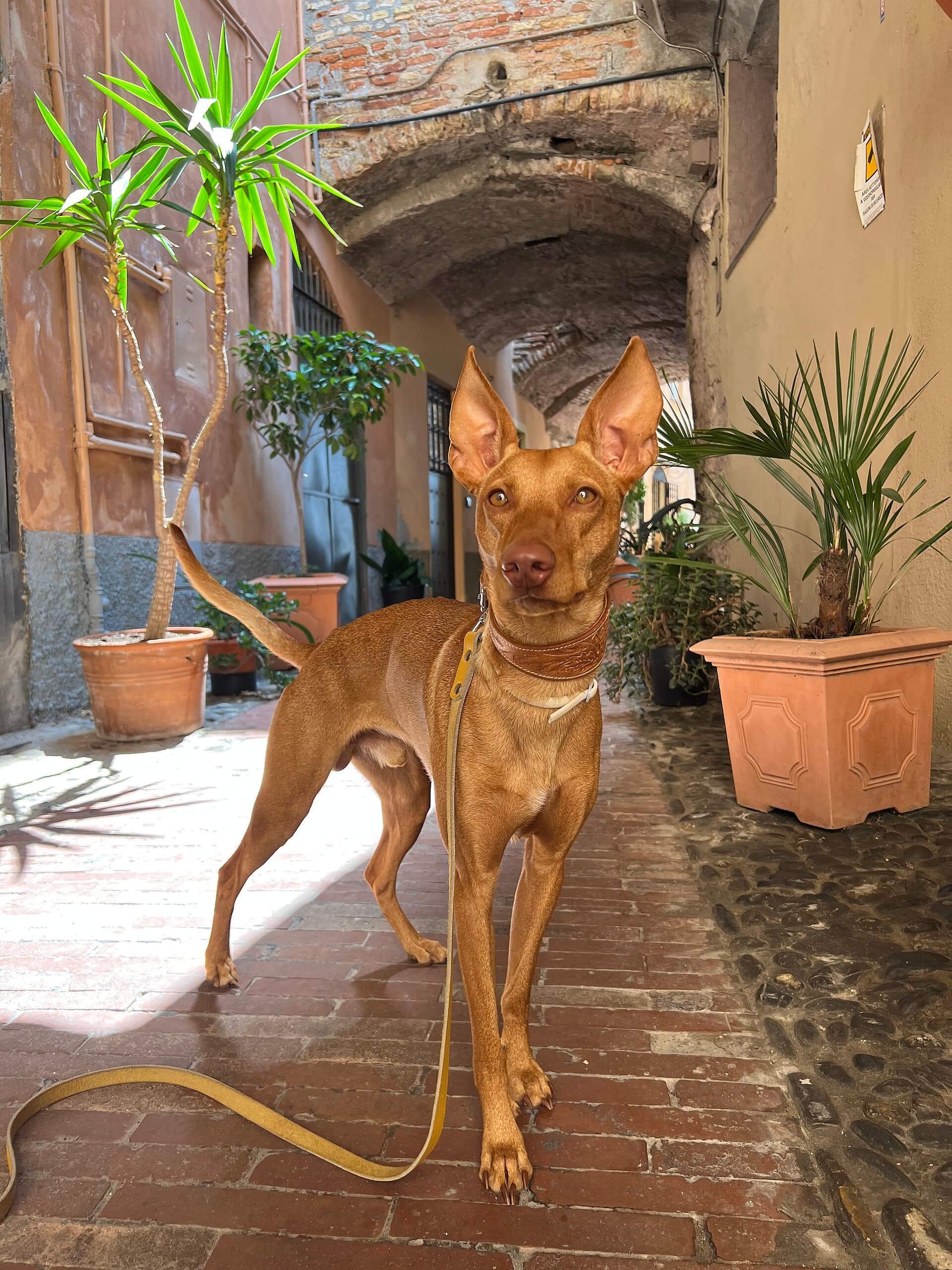 Cirneco dellEtna steht mit aufrechten Ohren in einer italienischen Gasse.