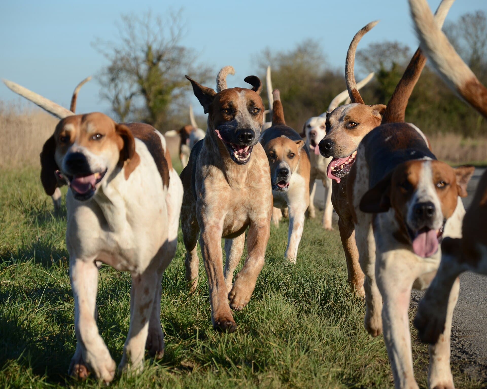 Eine Meute English Foxhounds läuft in freudiger Erwartung über eine Wiese direkt auf die Kamera zu.
