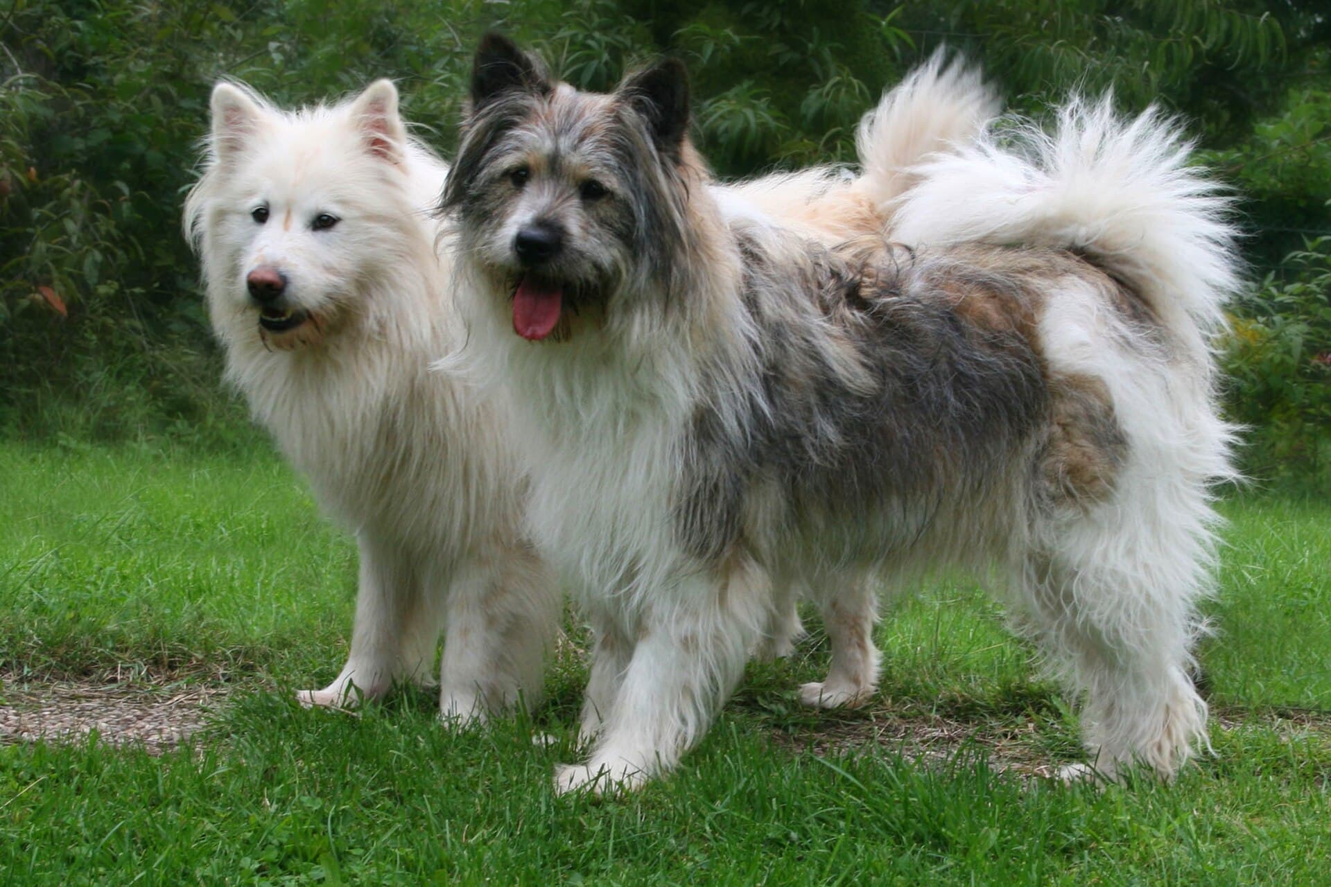 Zwei Elo Hunde mit unterschiedlicher Fellfarbe stehen aufmerksam nebeneinander auf einer Wiese.