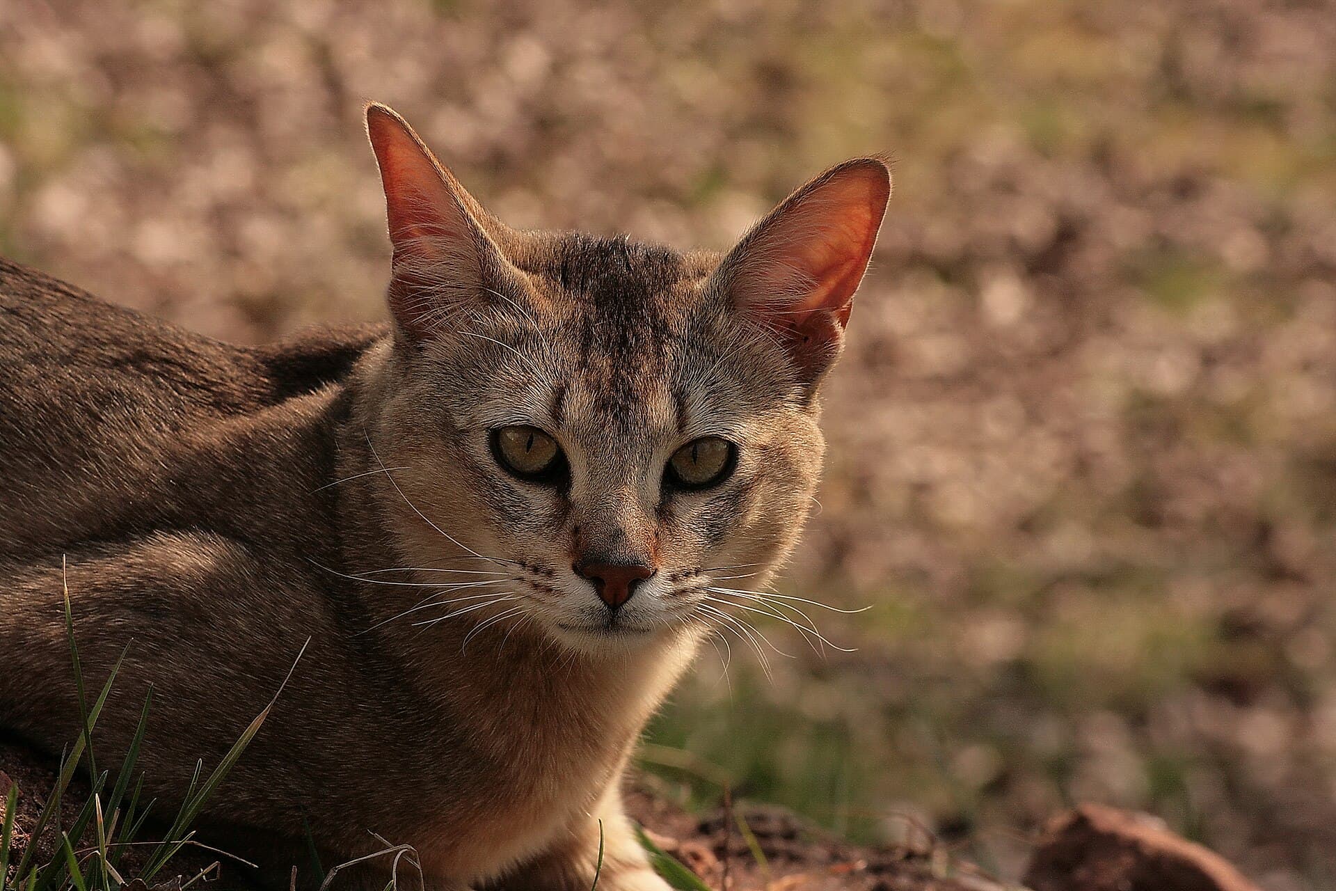 Chausie mit getickter Tabby-Zeichnung und großen Ohren blickt im Nahporträt direkt in die Kamera