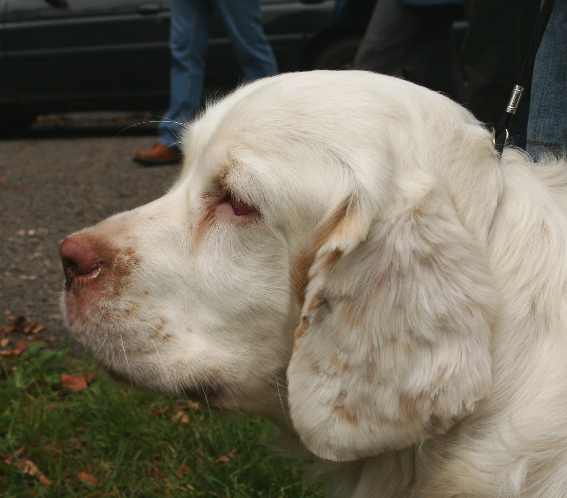 Clumber Spaniel im Profil, Kopf mit rotbraunen Flecken und langen Hängeohren auf einer Wiese.