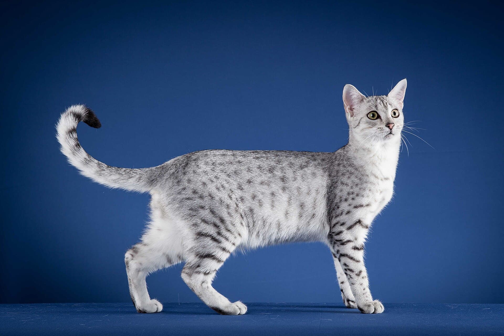 Ägyptische Mau mit silbernem Fell und schwarzen Tupfen läuft elegant vor blauem Hintergrund