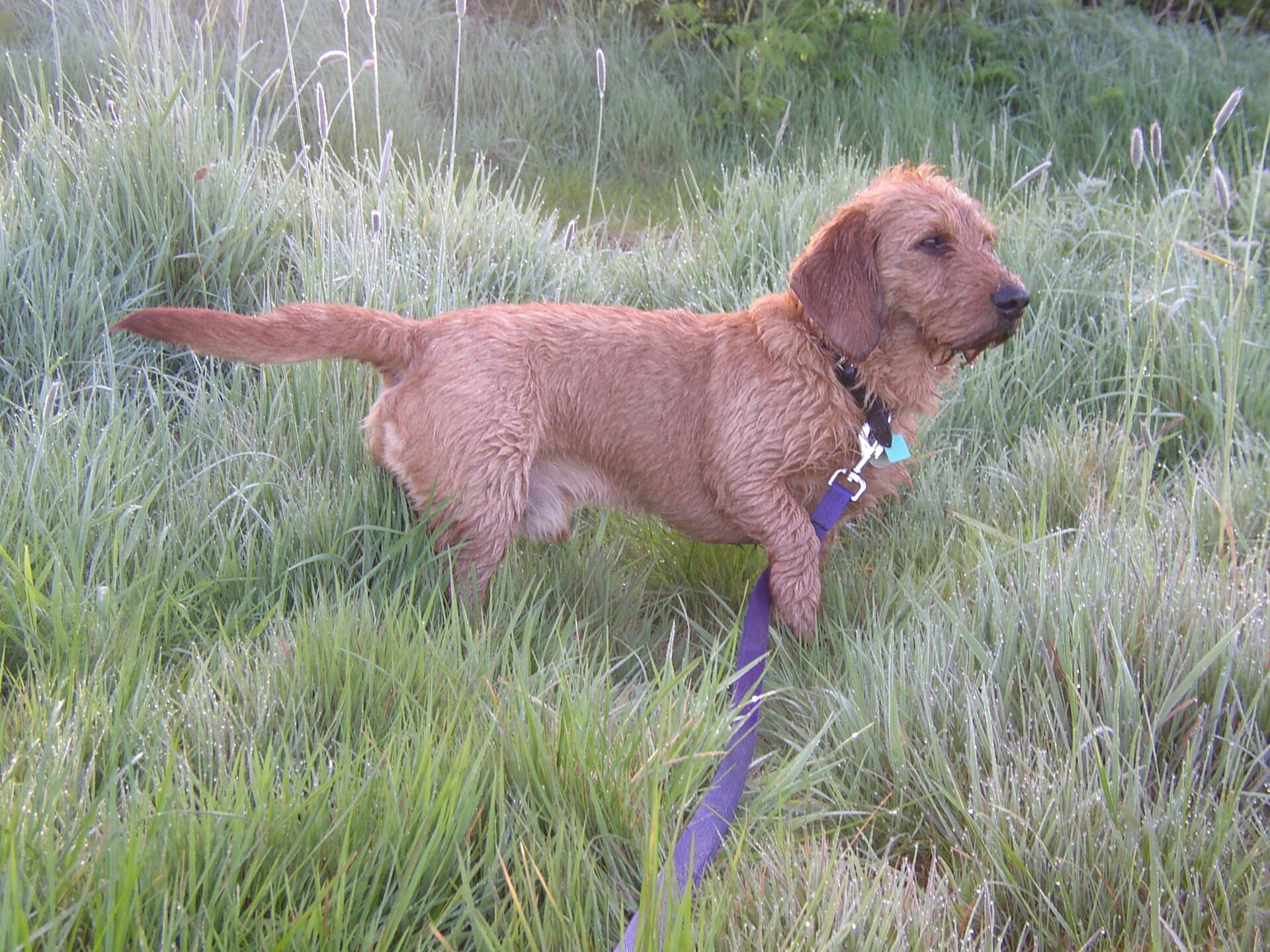 Basset Fauve de Bretagne steht wachsam im hohen Gras an der Leine.