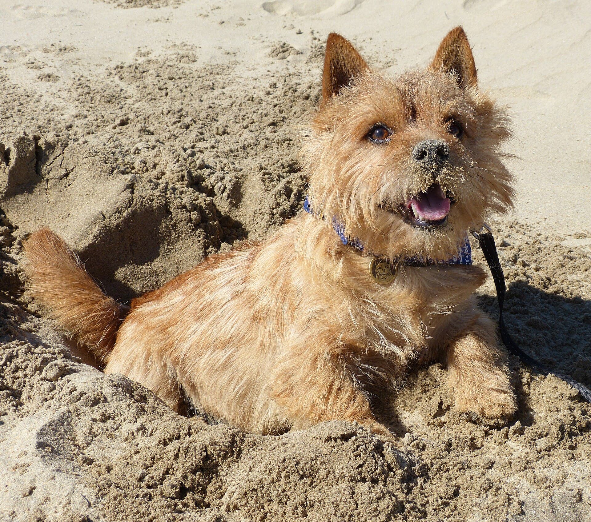 Norwich Terrier buddelt vergnügt im Sand am Strand.