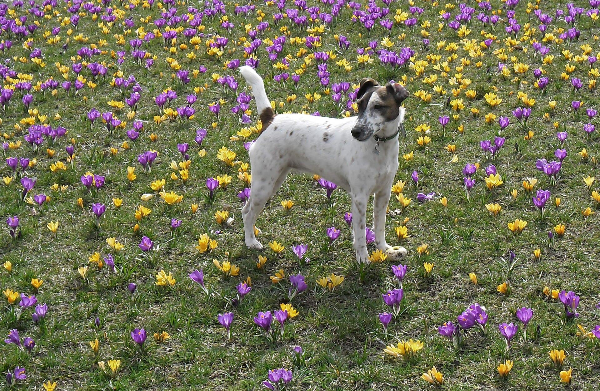 Fox Terrier Glatthaar steht aufmerksam in einer Wiese mit Krokussen.