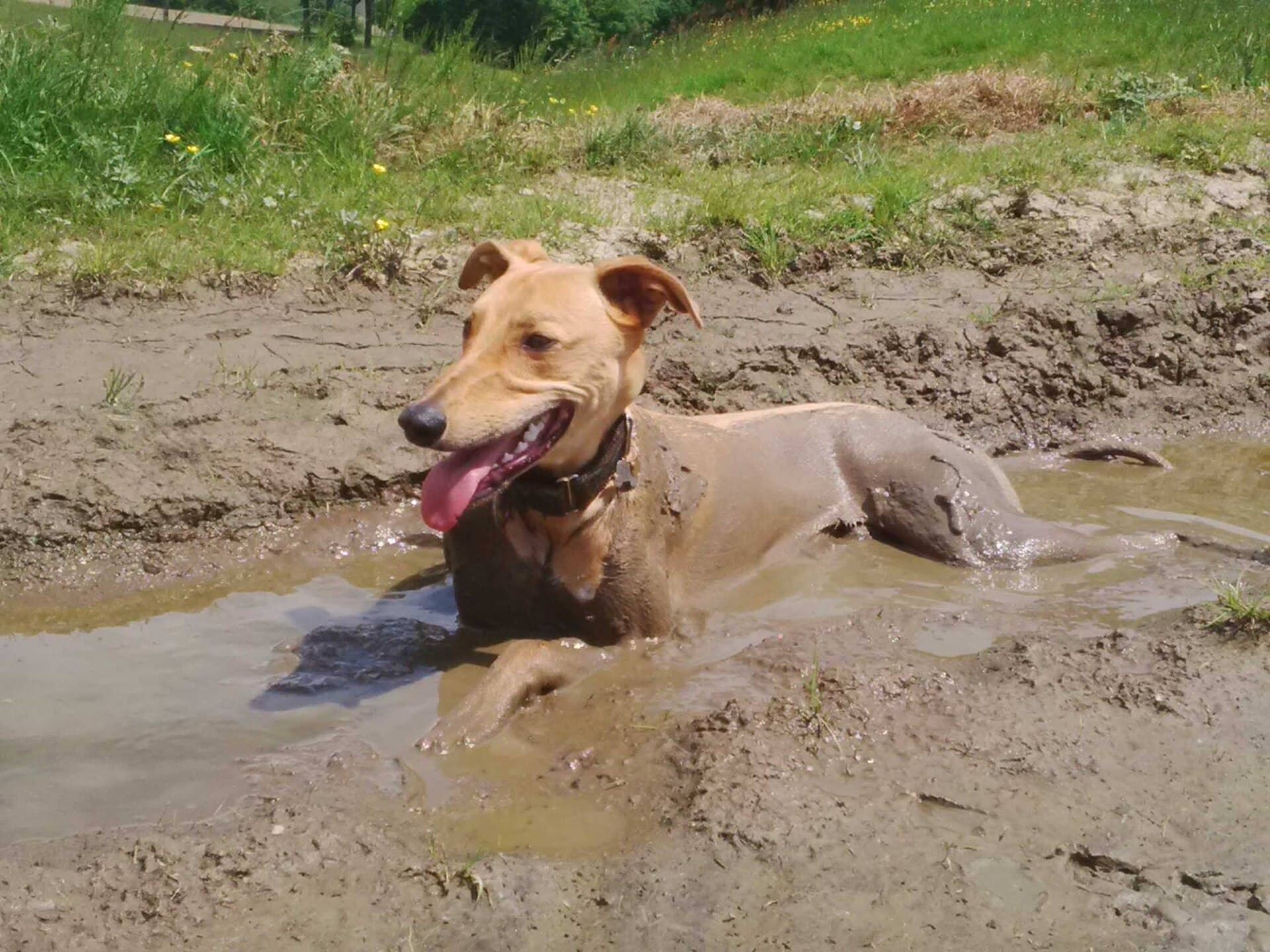 Ungarischer Windhund liegt vergnügt in einer Schlammpfütze, hechelnd mit heraushängender Zunge.