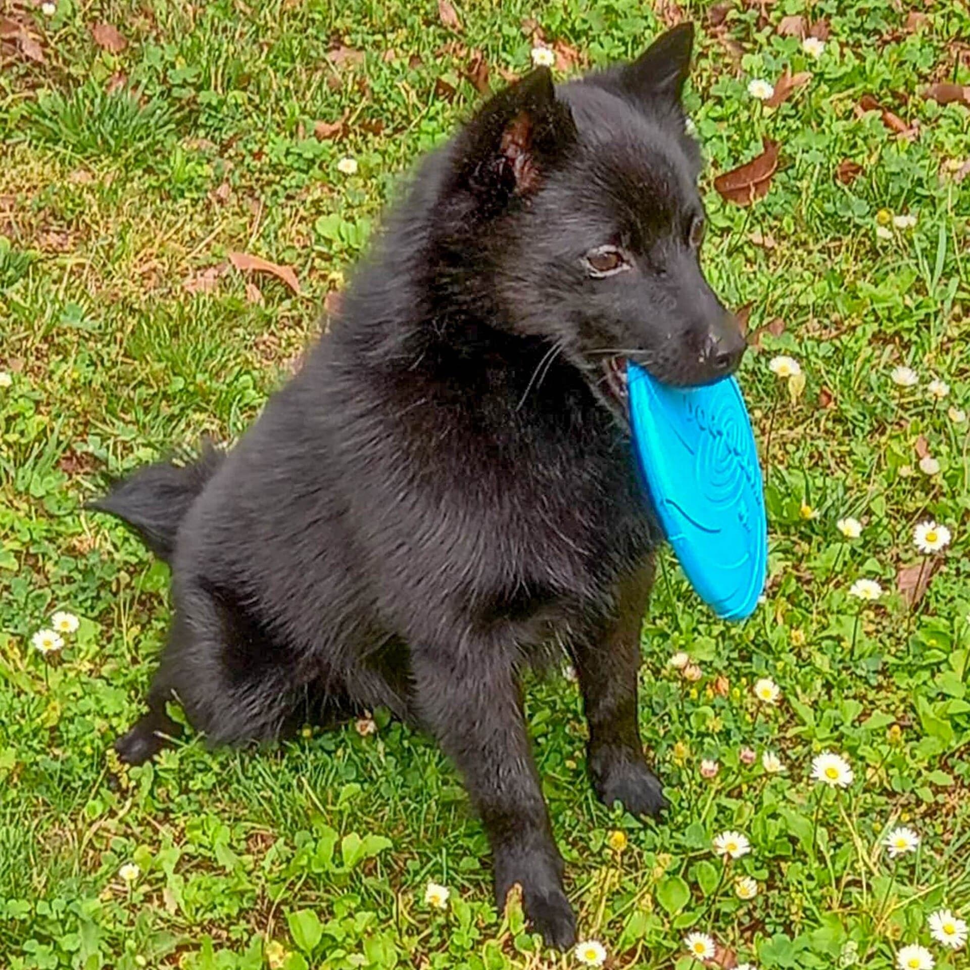 Schwarzer Schipperke sitzt verspielt im Blumenrasen mit einer blauen Wurfscheibe im Fang.