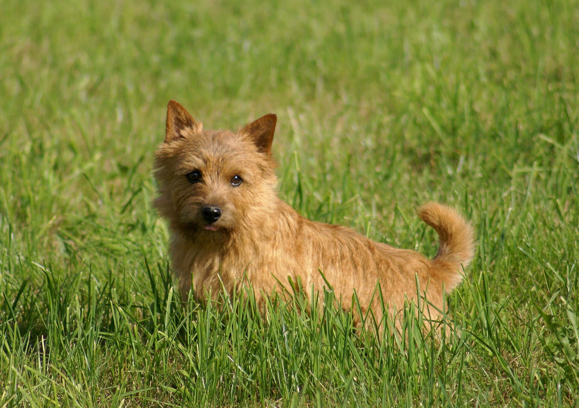 Norwich Terrier steht aufmerksam im Gras, die typischen kleinen Stehohren gut sichtbar.