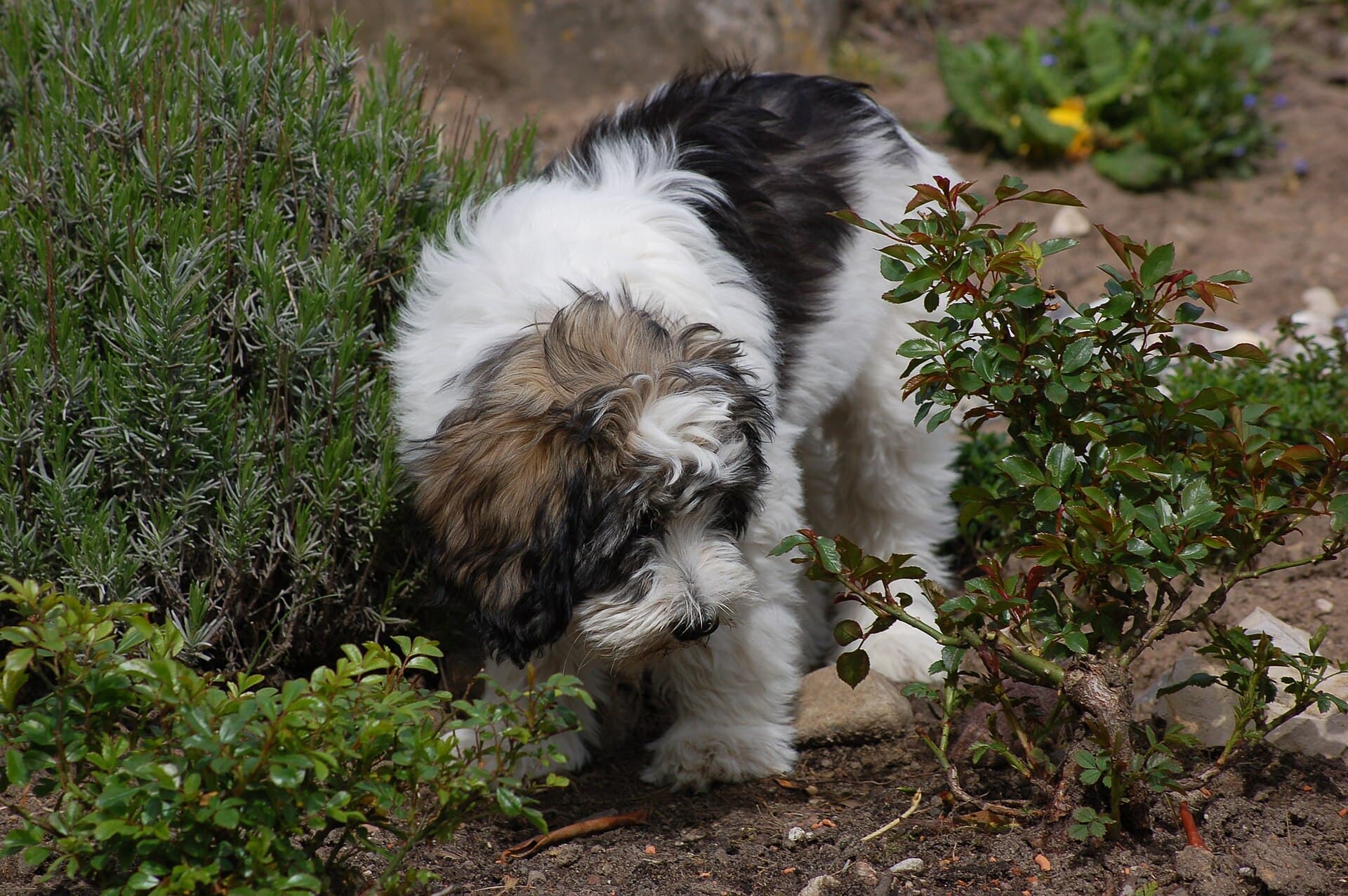 Polnischer Niederungshütehund schnüffelt zuhause im Garten zwischen Sträuchern.