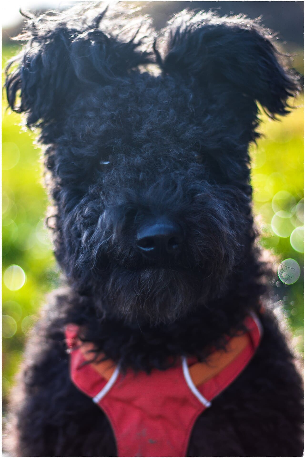 Portrait eines schwarzen Pumi mit charakteristisch aufrechten Ohrenspitzen im Gegenlicht.