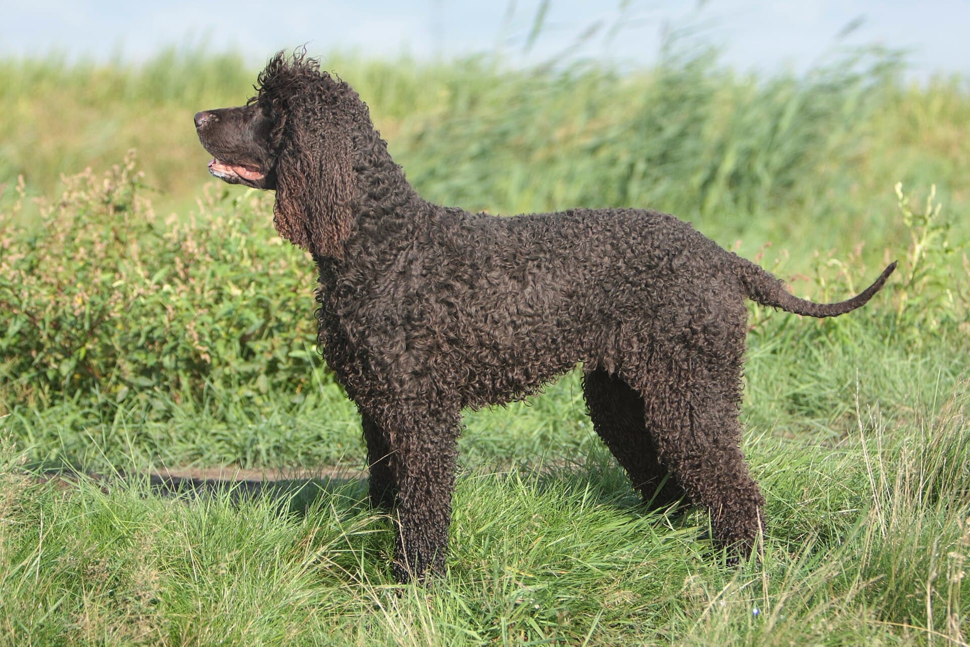 Irischer Wasserspaniel im Profil auf einer Wiese, dicht gelocktes braunes Fell, glatte Rattenrute.