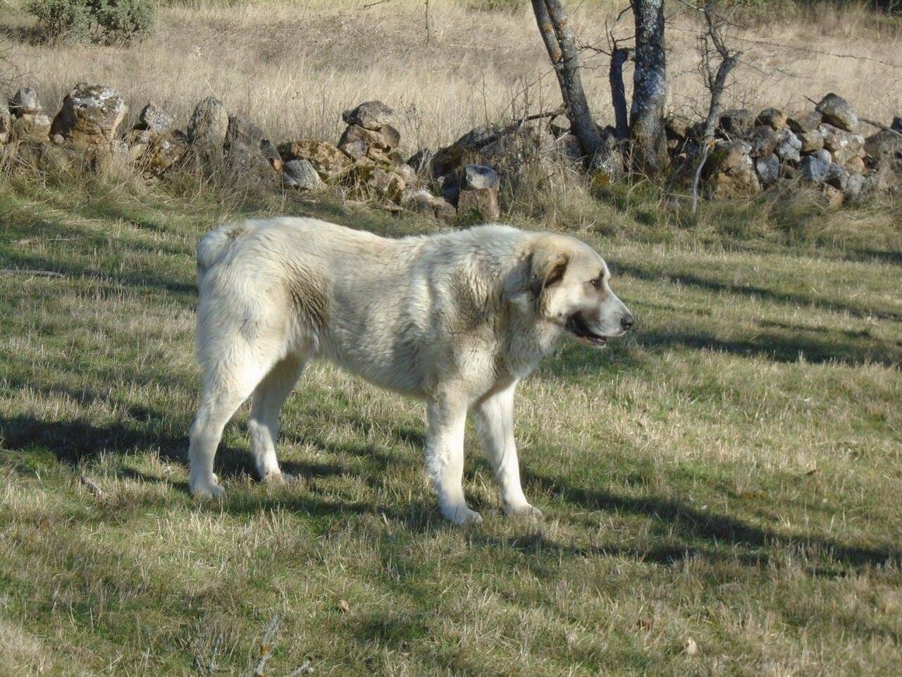 Spanischer Mastiff steht wachsam auf einer Weide vor einer Trockenmauer im Freien.