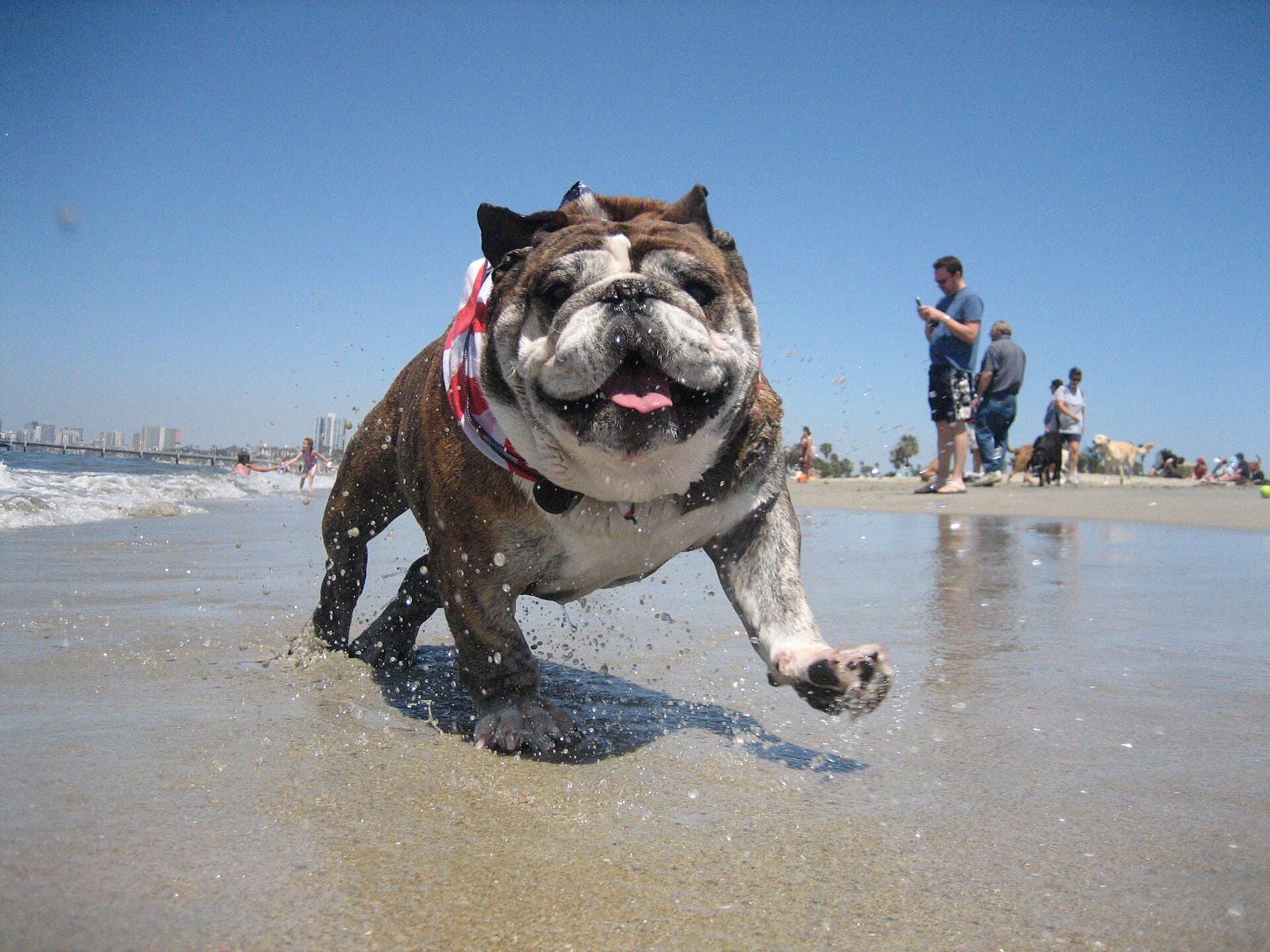 Englische Bulldogge rennt verspielt durch die Brandung am Strand.