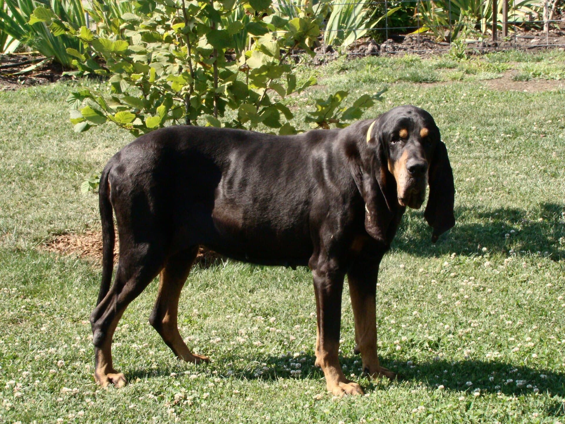 Schwarz-Lohfarbener Waschbärenhund steht im Garten mit langen Hängeohren.