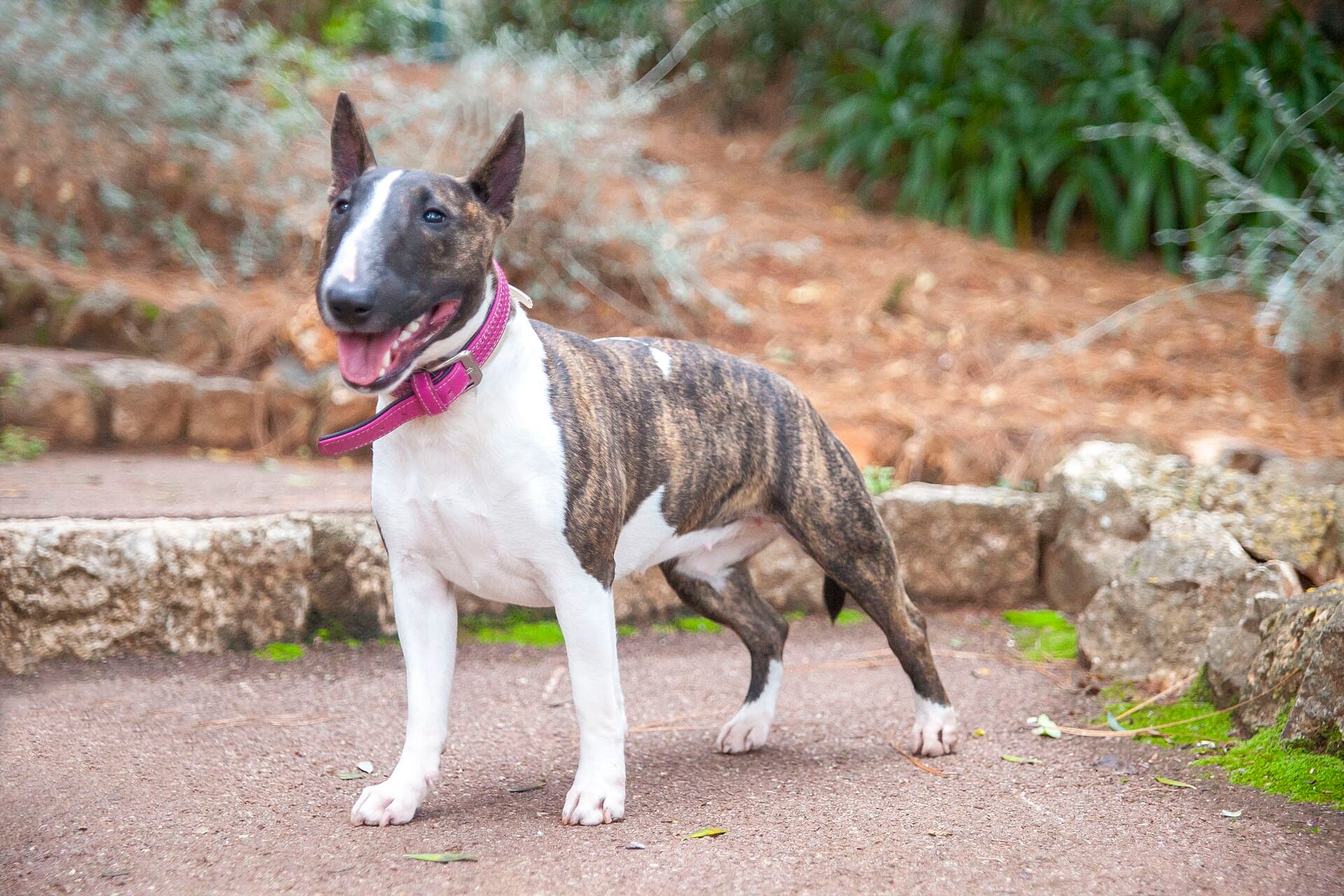 Miniature Bull Terrier steht mit typisch eiförmigem Kopf auf einem Waldweg.