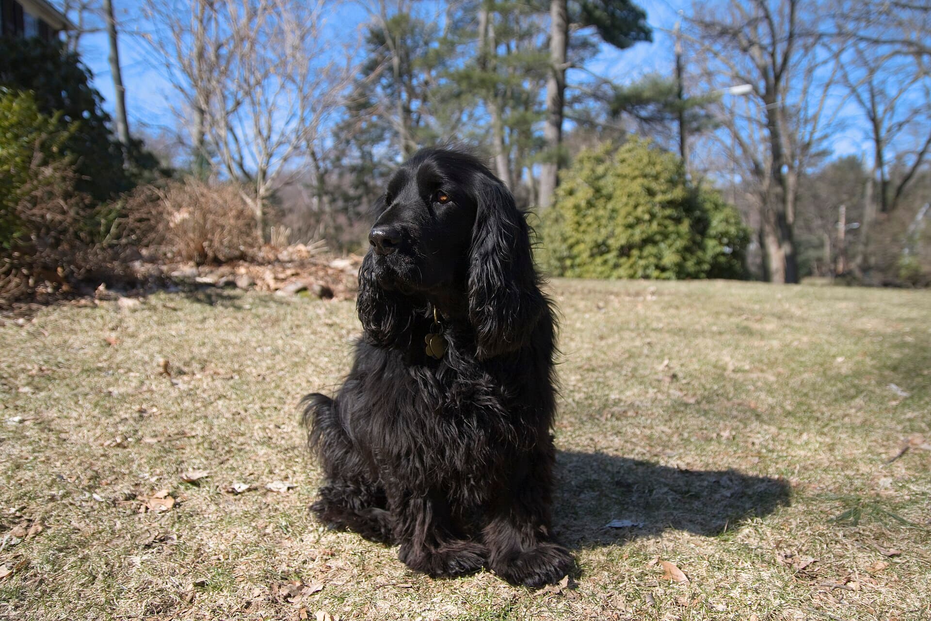 Schwarzer Field Spaniel sitzt aufmerksam auf einer Wiese im Garten.