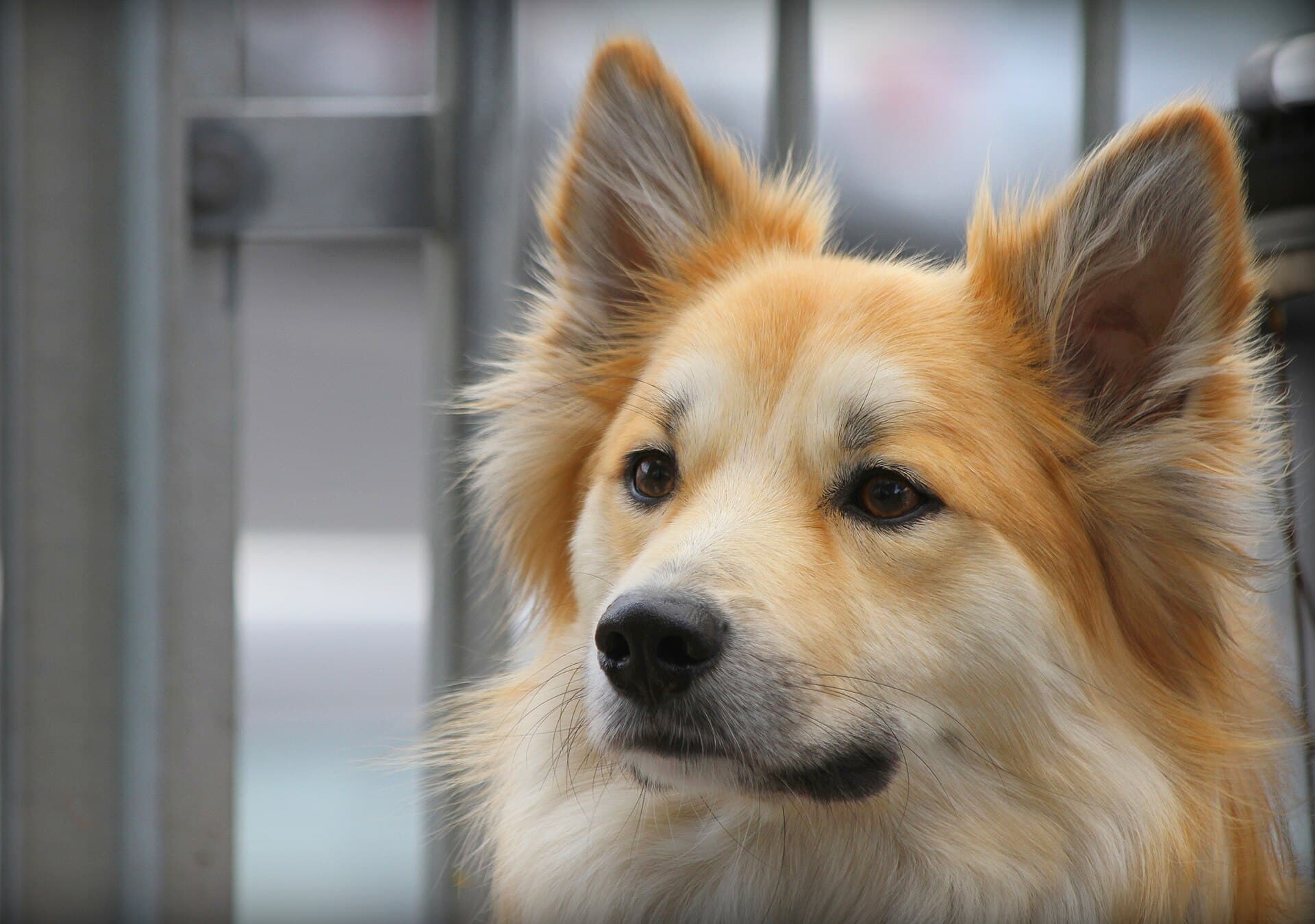 Islandhund im Nahporträt mit spitzen Ohren und wachsamem Blick.