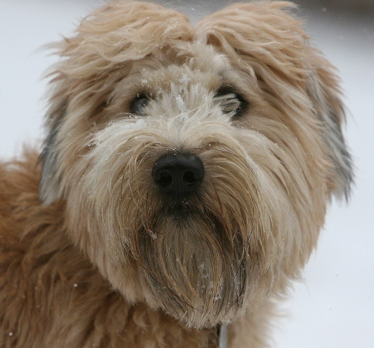Irischer Soft Coated Wheaten Terrier im Porträt mit welligem, weizenfarbenem Fell im Schnee