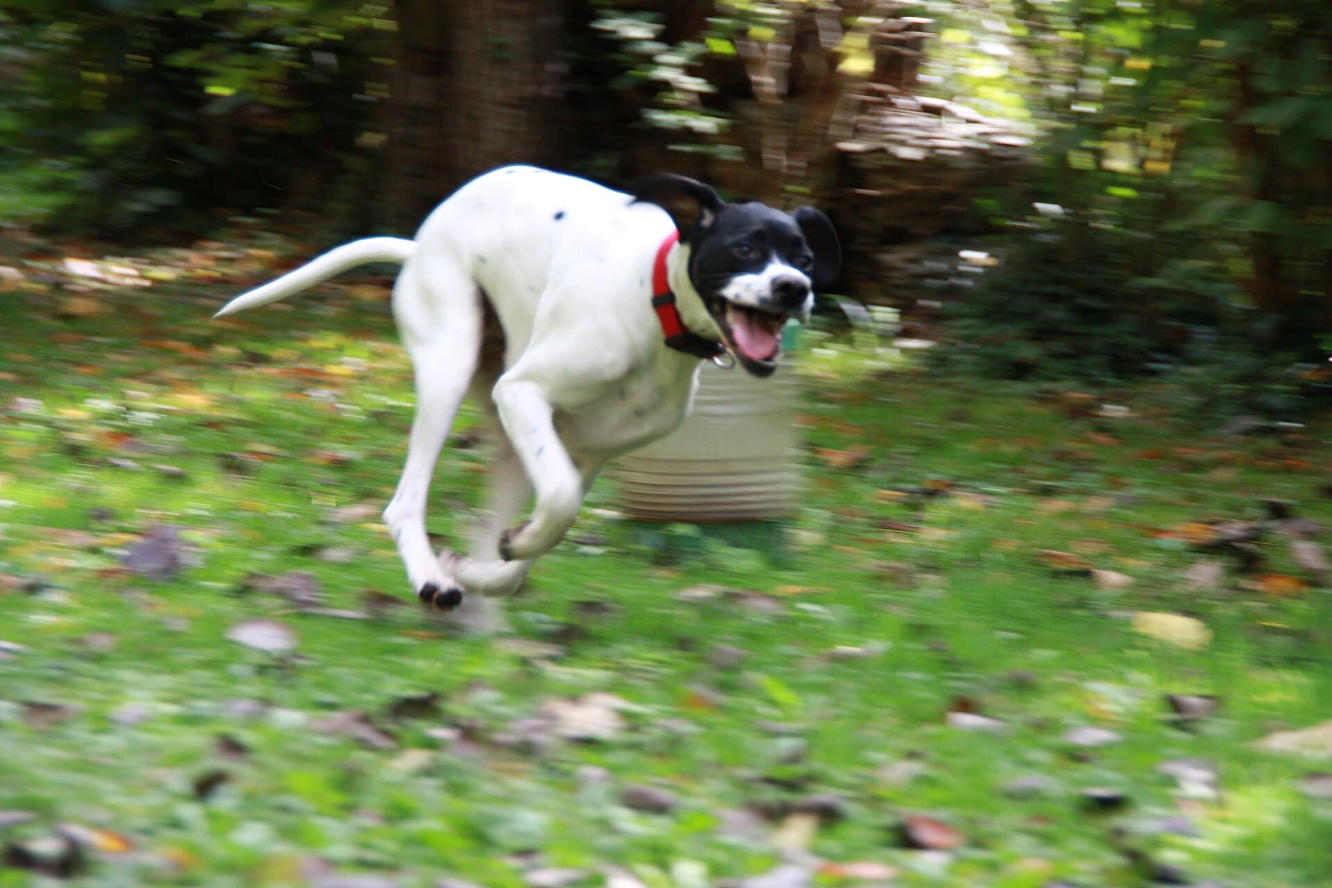 Englischer Pointer springt verspielt durch eine Wiese im Wald.