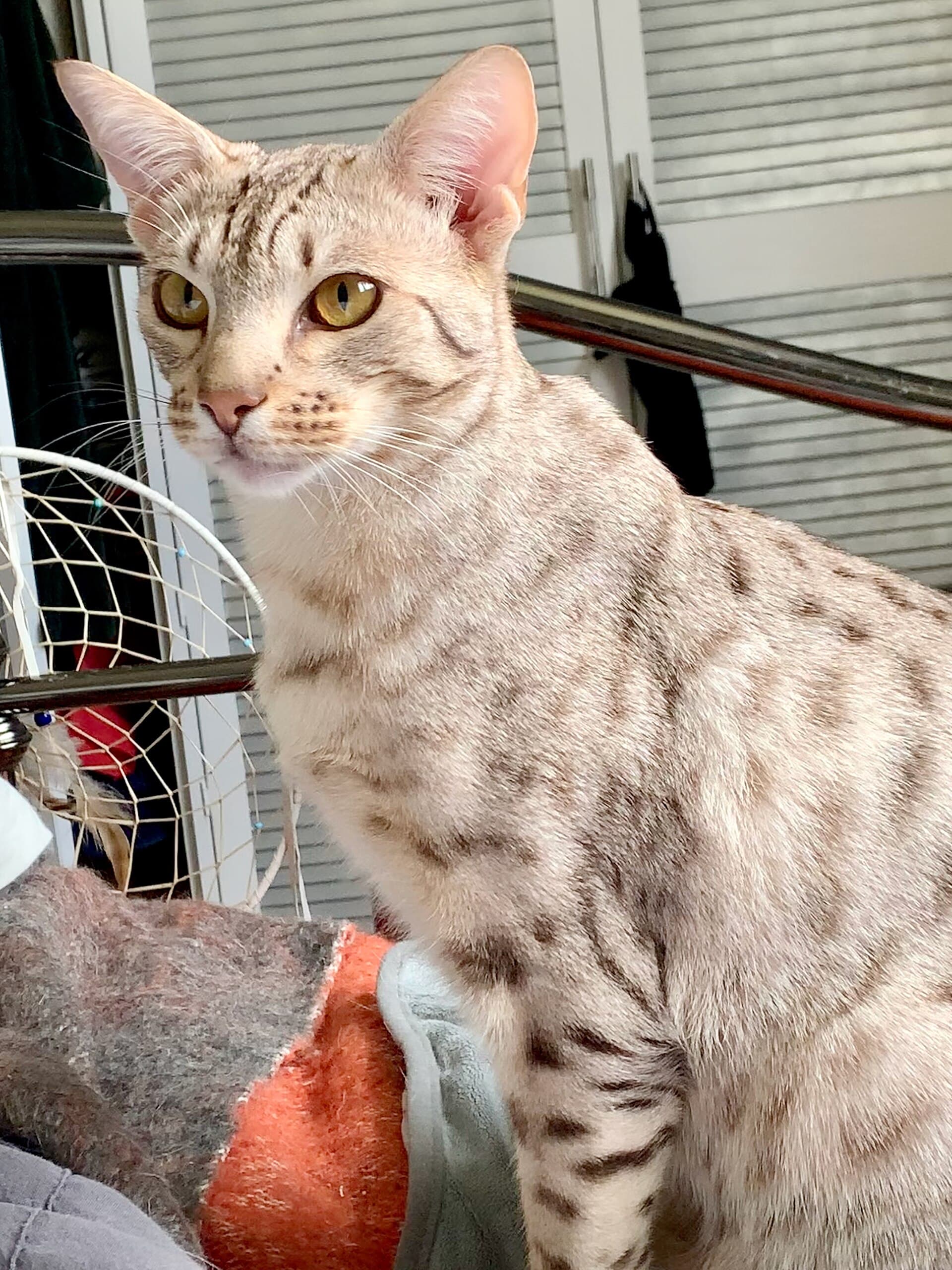 Ocicat mit silbrig cremefarbenem Fell und groben dunklen Tupfen sitzt aufmerksam zuhause