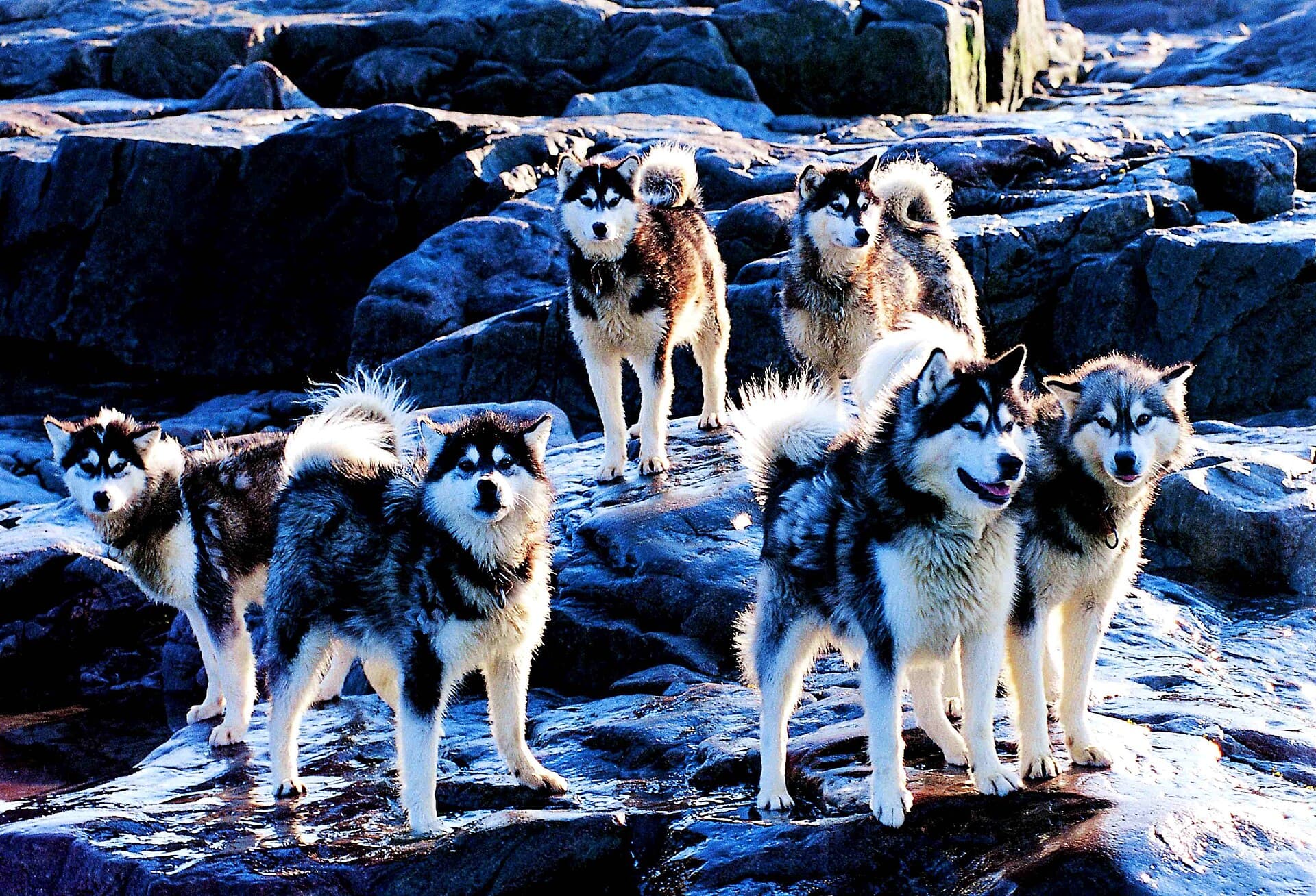 Rudel Kanadischer Eskimohunde steht wachsam auf einem Felsen.