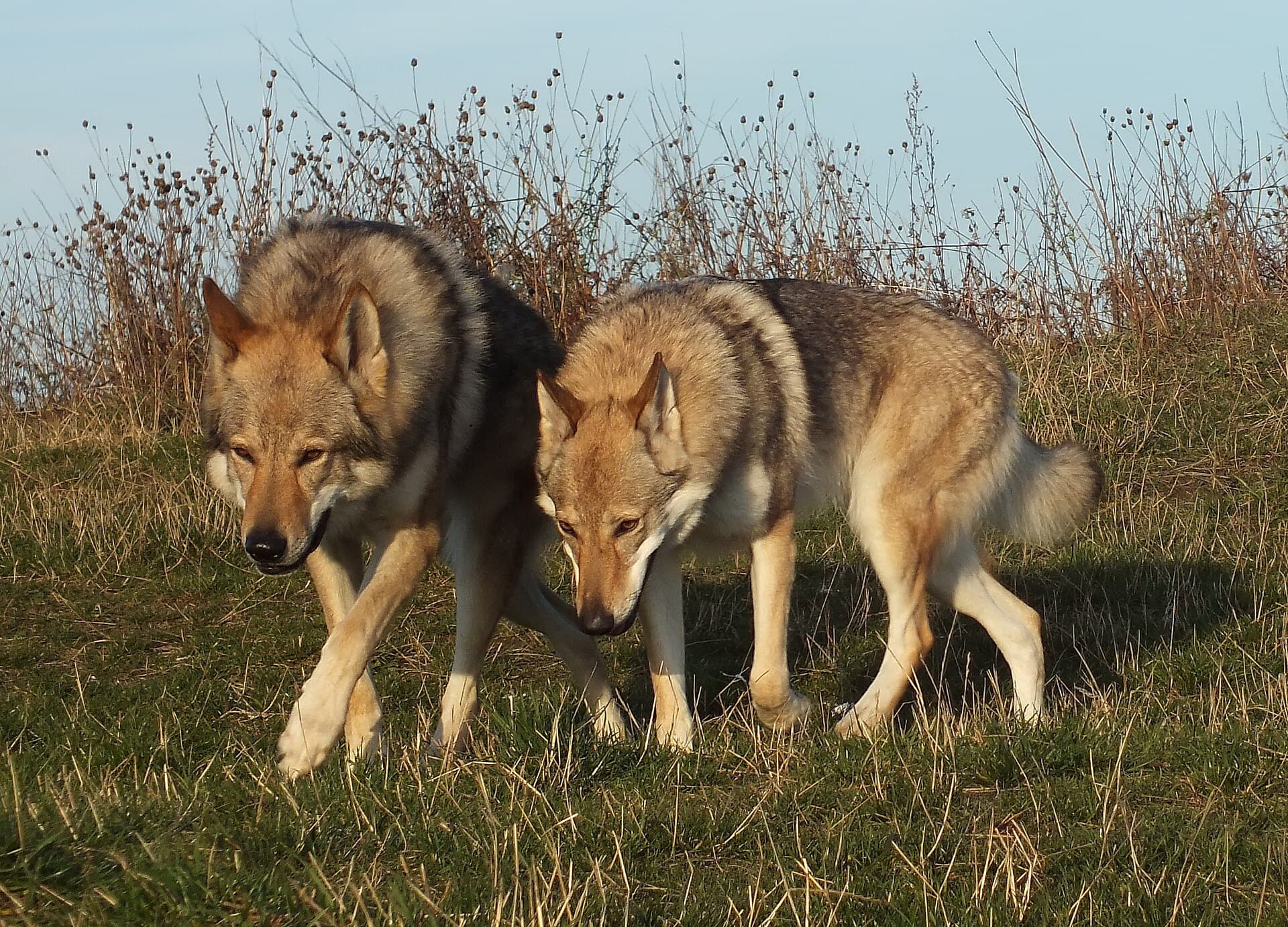 Zwei Tschechoslowakische Wolfhunde laufen gemeinsam über eine herbstliche Wiese.