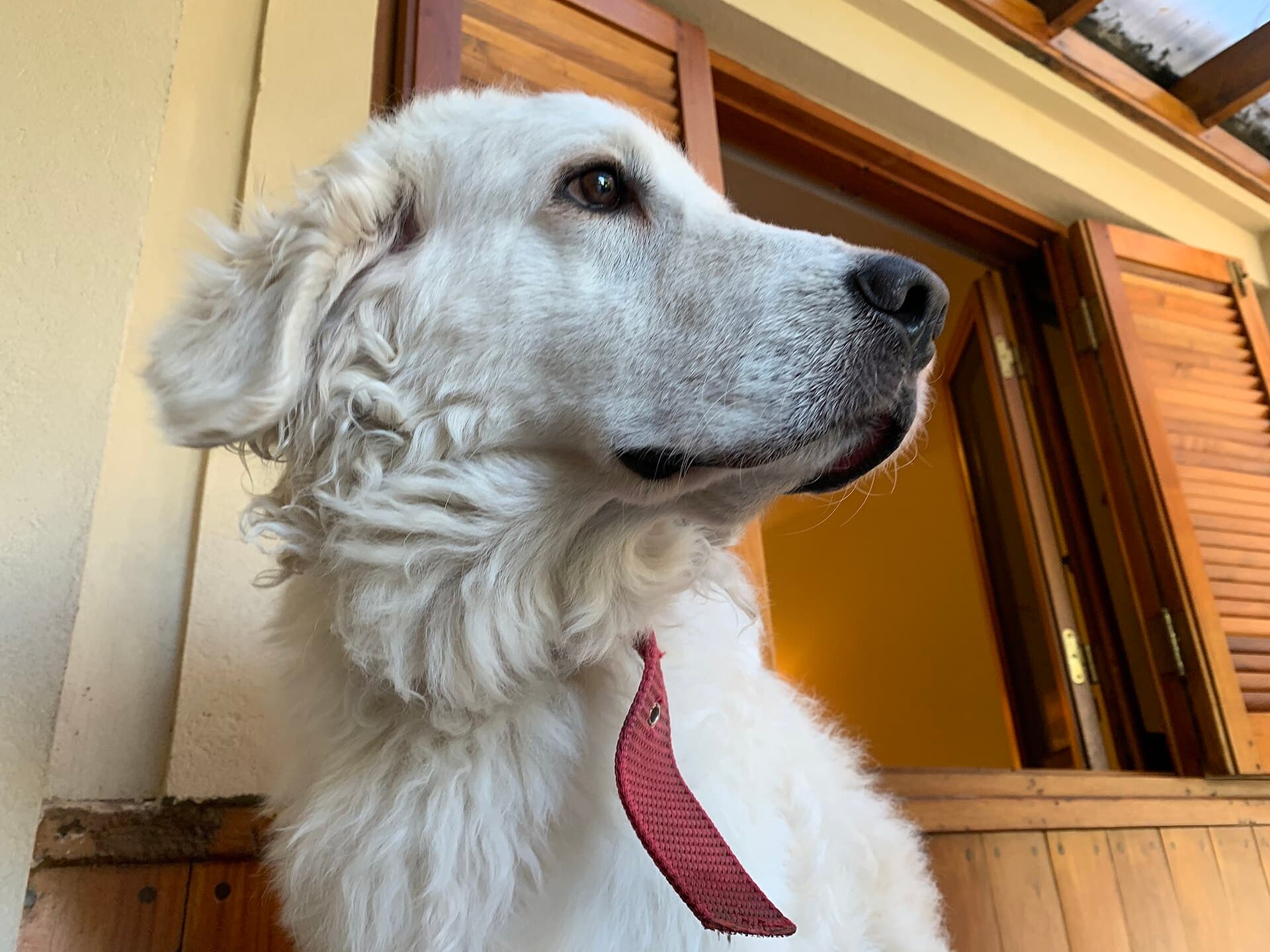 Kuvasz mit dichtem weißem Fell im Nahporträt, aufmerksamer Blick zur Seite.
