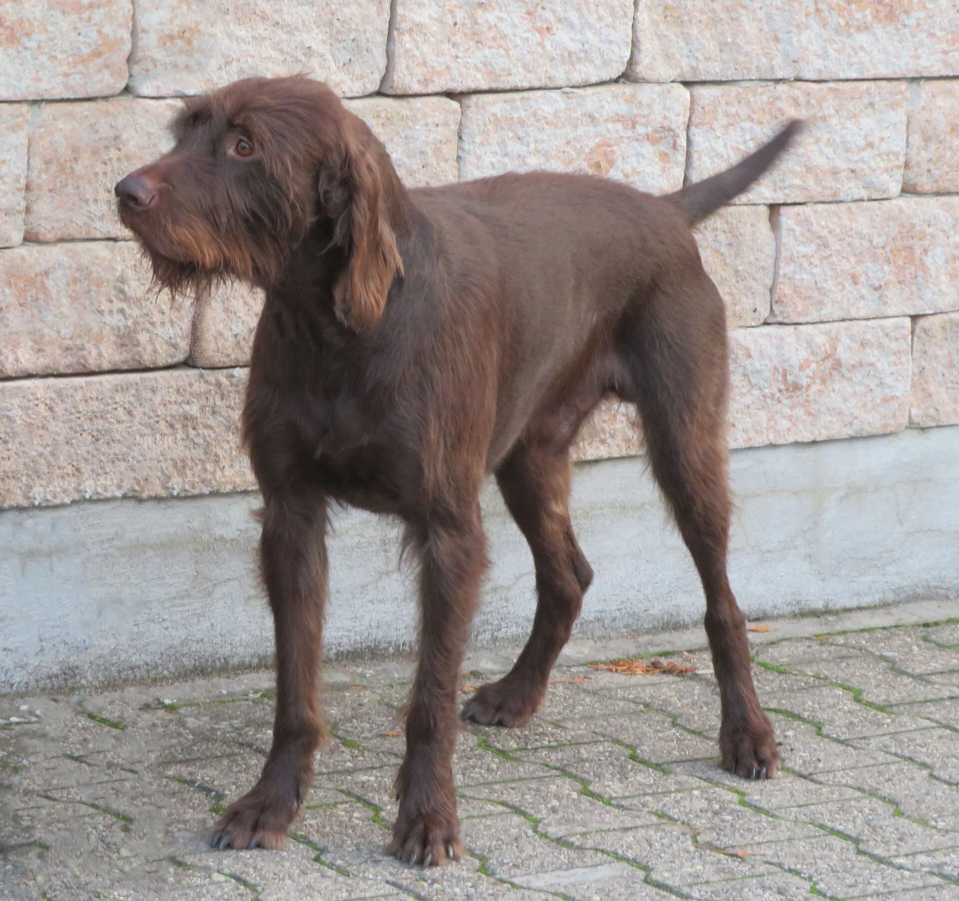 Pudelpointer mit drahtigem, braunem Fell steht aufmerksam vor einer Steinmauer.